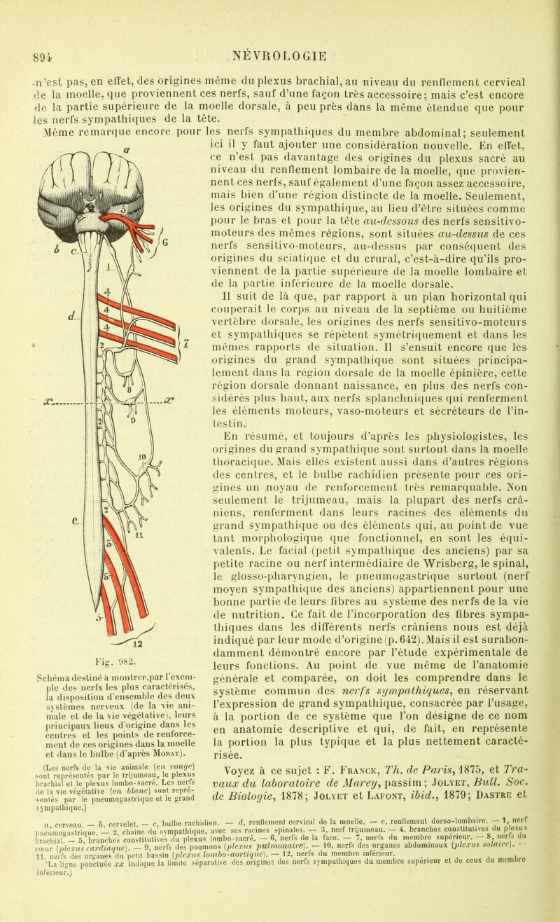 -n’est pas, en effet, des origines même du plexus brachial, au niveau du renflement cervical de la moelle, que proviennent ces nerfs, sauf d’une façon très accessoire; mais c’est encore de la partie supérieure de la moelle dorsale, à peu près dans la même étendue que pour les nerfs sympathiques de la tête. Même remarque encore pour les nerfs sympathiques du membre abdominal; seulement ici il y faut ajouter une considération nouvelle. En effet, ce n’est pas davantage des origines du plexus sacré au niveau du renflement lombaire de la moelle, que provien- nent ces nerfs, sauf également d’une façon assez accessoire, mais bien d’une région distincte de la moelle. Seulement, les origines du sympathique, au lieu d’être situées comme pour le bras et pour la tête au-dessous des nerfs sensitivo- moteurs des mêmes régions, sont situées au-dessus de ces nerfs sensitivo-moteurs, au-dessus par conséquent des origines du sciatique et du crural, c’est-à-dire qu’ils pro- viennent de la partie supérieure de la moelle lombaire et de la partie inférieure de la moelle dorsale. Il suit de là que, par rapport à un plan horizontal qui couperait le corps au niveau de la septième ou huitième vertèbre dorsale, les origines des nerfs sensitivo-moteurs et sympathiques se répètent symétriquement et dans les mêmes rapports de situation. Il s’ensuit encore que les origines du grand sympathique sont situées principa- lement dans la région dorsale de la moelle épinière, cette région dorsale donnant naissance, en plus des nerfs con- sidérés plus haut, aux nerfs splanchniques qui renferment les éléments moteurs, vaso-moteurs et sécréteurs de l’in- testin. En résumé, et toujours d’après les physiologistes, les origines du grand sympathique sont surtout dans la moelle llioracique. Mais elles existent aussi dans d’autres régions des centres, et le bulbe rachidien présente pour ces ori- gines un noyau de renforcement très remarquable. Non seulement le trijumeau, mais la plupart des nerfs crâ- niens, renferment dans leurs racines des éléments du grand sympathique ou des éléments qui, au point de vue tant morphologique que fonctionnel, en sont les équi- valents. Le facial (petit sympathique des anciens) par sa petite racine ou nerf intermédiaire de Wrisberg, le spinal, le glosso-pharyngien, le pneumogastrique surtout (nerf moyen sympathique des anciens) appartiennent pour une bonne partie de leurs fibres au système des nerfs de la vie de nutrition. Ce fait de l’incorporation des fibres sympa- thiques dans les différents nerfs crâniens nous est déjà indiqué par leur mode d’origine (p.642). Mais il est surabon- damment démontré encore par l’étude expérimentale de leurs fonctions. Au point de vue même de l’anatomie générale et comparée, on doit les comprendre dans le système commun des nerfs sympathiques, en réservant l’expression de grand sympathique, consacrée par l’usage, à la portion de ce système que l’on désigne de ce nom en anatomie descriptive et qui, de fait, en représente la portion la plus typique et la plus nettement caracté- risée. Voyez à ce sujet : F. Franck, Th. de Paris, 1875, et Tra- vaux du laboratoire d/arey, passim ; Jolyet, Soc. de Biologie, 1878; Jolyeï et Lafont, ibid., 1879; Dastre et Fig. 982. Schéma destiné à montrer,par l’exem- ple des nerfs les plus caractérisés, la disposition d’ensemble des deux systèmes nerveux (de la vie ani- male et de la vie végétative), leurs principaux lieux d’origine dans les centres et les points de renforce- ment de ces origines dans la moelle et dans le bulbe (d’après Morat). (Les nerfs de la vie animale [en rouge) sont représentés par le trijumeau, le plexus brachial et le plexus lombo-sacré. Les nerfs de la vie végétative [en blanc) sont repré- sentés par le pneumogastrique et le grand sympathique.) fl cerveau — b cervelet — c bulbe rachidien. — d, renflement cervical de la moelle. — e, rendement dorso-lombaire, pneumogastrique. — 2, chaîne du sympathique, avec ses racines^spmales.^- 3. nerf trijumeau. -- 4, branches constitutives^du plexus brachial. ' ’ ' ’ ' 1, nerf 1 plexus lai —'s''branches constitutives du plexus lombo-sacré. — 6, nerfs de la face. — 7, nerfs du membre supérieur. — 8 nerfs du cœur [plexus cardiaque). — 9, nerfs des poumons (pZexns pulmonaire). — 10, nerfs des organes abdominaux [plexus solaire). -■ 11, nerfs des organes du petit bassin [plexus lombo-aortique). — 12, nerfs du membre inferieur. _ „,pmbre 'La ligne poncée xx indique la limite séparative des origines des nerfs sympathiques du membre supérieur et de ceux du membre inférieur.)