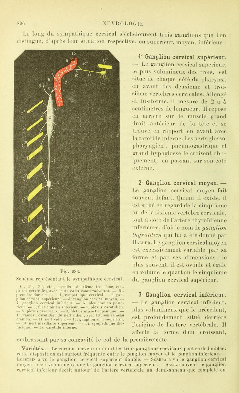 Le long du sympathique cervical s’échelonnent trois ganglions que l’on distingue, d’après leur situation respective, en supérieur, moyen, inférieur : Schéma représentant le sympathique cervical l Ganglion cervical supérieur. — Le ganglion cervical supérieur, le plus volumineux des trois, est situé de chaque côté du pharynx, en avant des deuxième et troi- sième vertèbres cervicales. Allongé et fusiforme, il mesure de 2 à 4 centimètres de longueur. Il repose en arrière sur le muscle grand droit antérieur de la tête et se trouve en rapport en avant avec la carotide interne. Les nerfs glosso- pharyngien , pneumogastrique et grand hypoglosse le croisent obli- quement, en passant sur son côté externe. 2® Ganglion cervical moyen. — Le ganglion cervical moyen fait souvent défaut. Quand il existe, il est situé en regard de la cinquième ou de la sixième vertèbre cervicale, tout à côté de l’artère thyroïdienne inférieure, d’où le nom de ganglion thyroïdien qui lui a été donné par Haller. Le ganglion cervical moyen est excessivement variable par sa forme et par ses dimensions : le plus souvent, il est ovoïde et égale en volume le quart ou le cinquième du ganglion cervical supérieur. Cq etc., première, deuxième, troisième, etc., paires cervicales, avec leurs rami communicantes. — Dh première dorsale. •— 1,1, sympathique cervical. — 2, gan- glion cervical supérieur. — 3, ganglion cervical moyen. — 4. ganglion cervical inférieur. — o, filet crânien posté- rieur. — G, filet crânien antérieur. — 7. plexus carotidien. — 8, plexus caverneux. —0, filet carotico-tympanique. — 10, rameau carotidien du nerfvidien, avec 10‘, son rameau crânien. — 11, nerf vidien. — 12, ganglion sphéno-palatin. — 13, nerf maxillaire supérieur. — 14, sympathique tho- racique. — 15, carotide interne. embrassant par sa concavité le col de la 3'^ Ganglion cervical inférieur. — Le ganglion cervical inférieur, plus volumineux que le précédent, est profondément situé derrière l’origine de l’artère vertébrale. Il affecte la forme d’un croissant, première'côte. Variétés. — Le cordon nerveux qui unit les trois ganglions cervicaux peut se dédoubler : cette disposition est surtout fréquente entre le ganglion moyen et le ganglion inférieur. — Lobstein a vu le ganglion cervical supérieur double. — Scarpa a vu le ganglion cervical moyen aussi volumineux que le ganglion cervical supérieur. — Assez souvent, le ganglion cervical inferieur décrit autour 'de l’artère vertébrale un demi-anneau que complète en