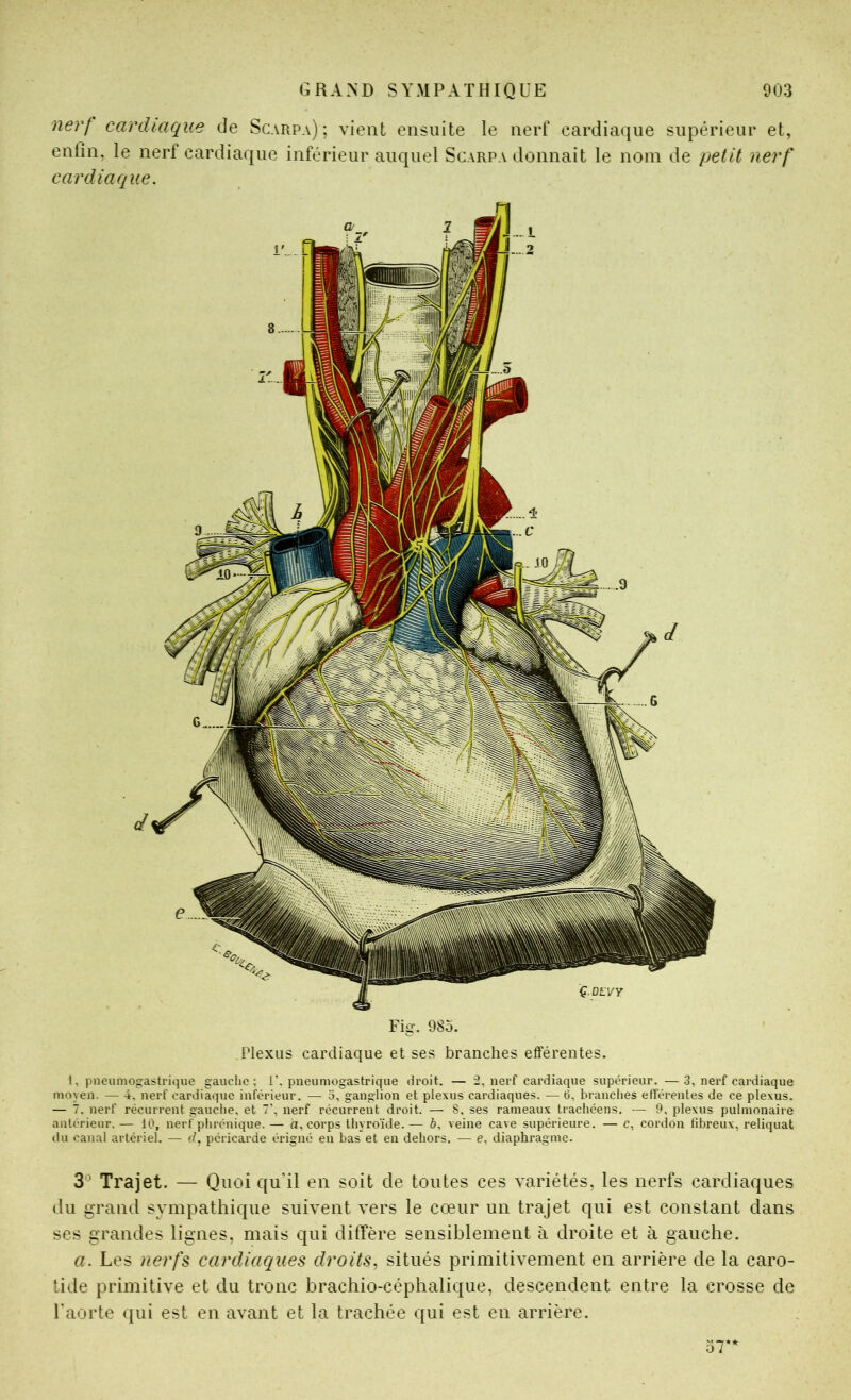 nerf cardiaque de Scarpa) ; vient ensuite le nerf cardiaque supérieur et, enfin, le nert cardiaque inférieur auquel Scarpa donnait le nom de petit nerf cardiaque. Fig. 985. Plexus cardiaque et ses branches efférentes. 1, pneumogastrique gauche; P. pneumogastrique droit. — 2, nerf cardiaque supérieur. —3, nei'f cardiaque moyen. — 4. nerf cardiaque inférieur. — 5, ganglion et plexus cardiaques. — b, branches elïérentes de ce plexus. — 7. nerf récurrent gauche, et 7’, nerf récurrent droit. — 8, ses rameaux trachéens. — 9, plexus pulmonaire antérieur. — 10, nerf phrénique. — a, corps thyroïde. — 6, veine cave supérieure. — e, cordon fibreux, reliquat du canal artériel. — d, péricarde érigné en bas et en dehors, — e, diaphragme. 3^ Trajet. — Quoi qu'il en soit de toutes ces variétés, les nerfs cardiaques du grand sympathique suivent vers le cœur un trajet qui est constant dans ses grandes lignes, mais qui diffère sensiblement à droite et à gauche. a. Les nerfs cardiac[ues droits^ situés primitivement en arrière de la caro- tide primitive et du tronc brachio-céphalique, descendent entre la crosse de l’aorte qui est en avant et la trachée qui est en arrière. 57*'