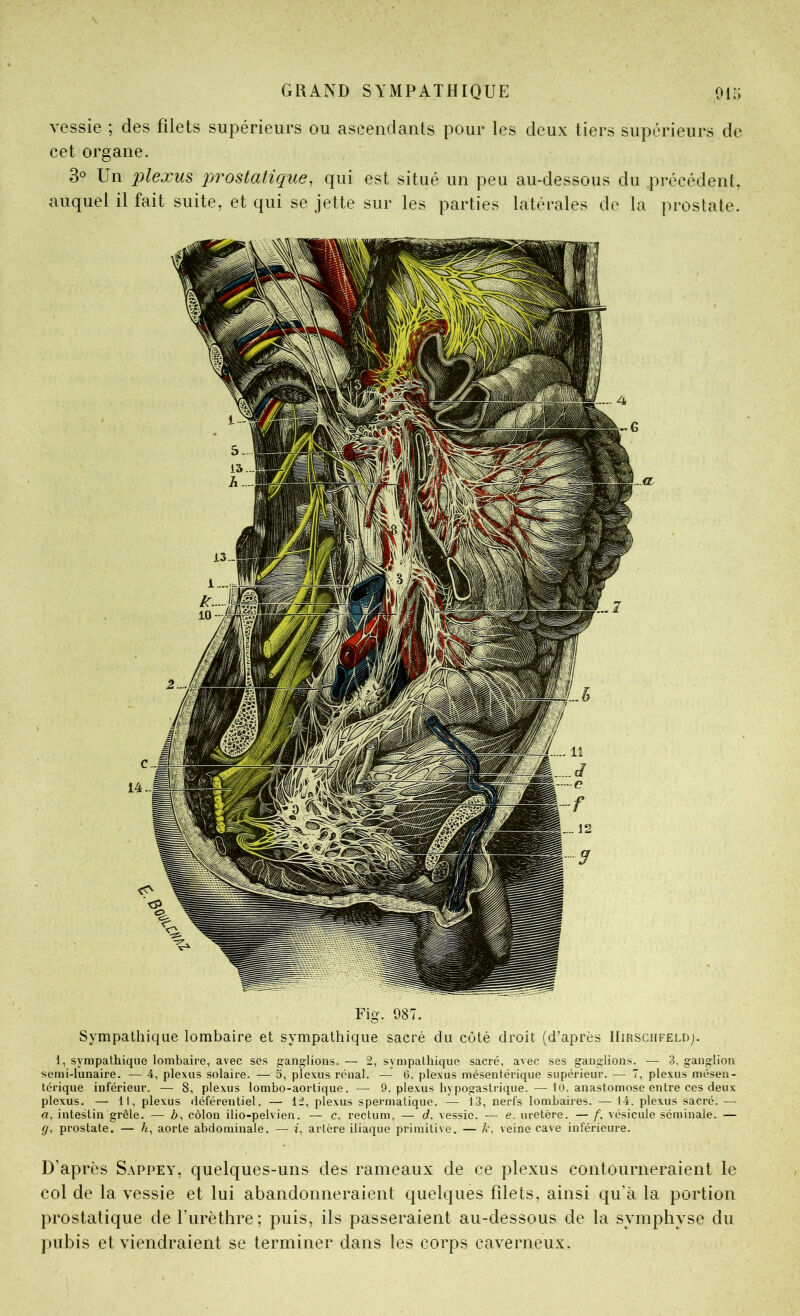 vessie ; des filets supérieurs ou ascendants pour les deux tiers supérieurs de cet organe. 3° Un plexus prostatique, qui est situé un peu au-dessous du précédent, auquel il fait suite, et qui se jette sur les parties latérales de la prostate. Fig. 987. Sympathique lombaire et sympathique sacré du côté droit (d’après IIirschfeldj. 1, sympathique lombaire, avec ses ganglions. — 2, sympathique sacré, avec ses ganglions. — 3, ganglion semi-lunaire. — 4, plexus solaire. — 5, plexus rénal. — G. plexus mésentérique supérieur. — 7, plexus mésen- térique inférieur. — 8, plexus lombo-aortique. — 9. plexus hypogastrique. — 10. anastomose entre ces deux plexus. — 11, plexus rléférentiel. — 12, plexus spermatique. — 13, nerfs loinbaii'es. — 14. plexus sacré.— a, intestin grêle. — ô, côlon ilio-pelvien. — c. rectum, — d. vessie. — e. uretère. — f, vésicule séminale. — g, prostate. — /t, aorte abdominale. — f, artère iliaque primitive. — k. veine cave inférieure. D’après Sappey, quelques-uns des rameaux de ce plexus contourneraient le col de la vessie et lui abandonneraient quelques filets, ainsi qu'à la portion prostatique de l’urèthre; puis, ils passeraient au-dessous de la symphyse du pubis et viendraient se terminer dans les corps caverneux.