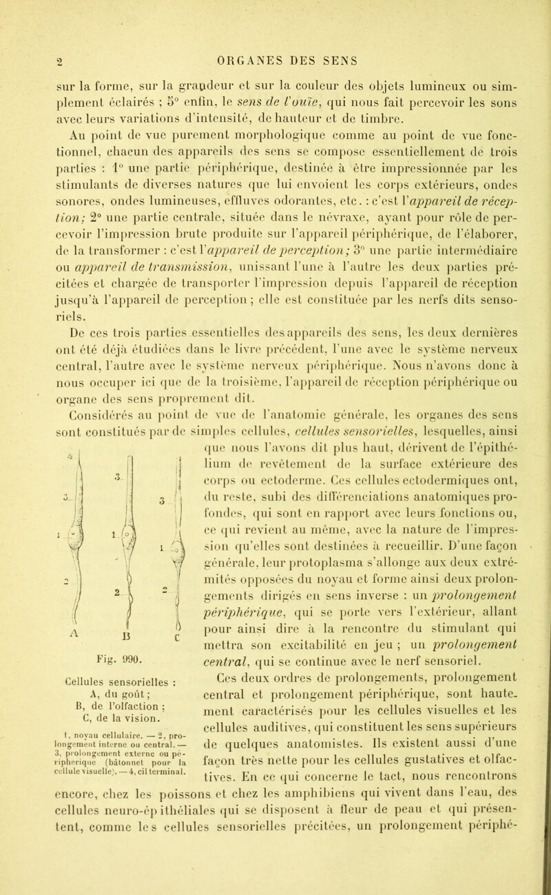 sur la forme, sur la graudeur et sur la couleur des objets lumineux ou sim- plement éclairés ; 5^ enfin, le se?is de l'ouïe^ qui nous fait percevoir les sons avec leurs variations d’intensité, de hauteur et de timbre. Au point de vue purement morphologique comme au point de vue fonc- tionnel, chacun des appareils des sens se compose essentiellement de trois parties : 1*^ une partie périphérique, destinée à être impressionnée par les stimulants de diverses natures que lui envoient les corps extérieurs, ondes sonores, ondes lumineuses, effluves odorantes, etc. : c’est Vappareil de récep- tion; 2“ une partie centrale, située dans le névraxe, ayant pour rôle de per- cevoir l’impression brute produite sur l’appareil périphérique, de l’élaborer, de la transformer : c appareil de perception ; 3'’ une partie intermédiaire ou appareil de transmission^ unissant l’une à l’autre les deux parties pré- citées et chargée de transporter l’impression depuis l’appareil de réception jusqu’à l’appareil de perception; elle est constituée }>ar les nerfs dits senso- riels. De ces trois parties essentielles des appareils des sens, les deux dernières ont été déjà étudiées dans le livre précédent, l’ime avec le système nerveux central, l’autre avec le système nerveux périphérique. Nous n’avons donc à nous occuper ici que de la troisième, l’appareil de réception périphérique ou organe des sens proprement dit. Considérés au point de vue de l’anatomie générale, les organes des sens sont constitués par de sim[)les cellules, cellules sensorielles, lesquelles, ainsi que nous l’avons dit plus haut, dérivent de l’épithé- lium d(‘ revêtement de la surface extérieure des corps ou ectoderme. Ces cellules ectodermiques ont, du reste, subi des diflérenciations anatomiques pro- fondes, ({ui sont en rapport avec leurs fonctions ou, ce qui revient au même, avec la nature de l’impres- sion qu’elles sont destinées à recueillir. D’une façon générale, leur protoplasma s’allonge aux deux extré- mités opposées du noyau et forme ainsi deux prolon- gements dirigés en sens inverse : un p^'^'olongenient péri2ohériciue, qui se porte vers l’extérieur, allant pour ainsi dire à la rencontre du stimulant qui mettra son excitabilité en jeu ; un prolongement central, qui se continue avec le nerf sensoriel. Ces deux ordres de prolongements, prolongement central et prolongement périphérique, sont haute- ment caractérisés pour les cellules visuelles et les cellules auditives, qui constituent les sens supérieurs de quelques anatomistes. Ils existent aussi d’une façon très nette pour les cellules gustatives et olfac- tives. En ce qui concerne le tact, nous rencontrons encore, chez les poissons et chez les amphibiens qui vivent dans l’eau, des cellules neuro-ép ithéliales ({ui se disposent à fleur de peau et qui présen- tent, comme les cellules sensorielles précitées, un prolongement périphé- Fig. 990. Cellules sensorielles : A, du goût ; B, de l’olfaction ; C, de la vision. I, noyau cellulaire. —2, pro- longement interne ou central.— 3, prolongement externe ou pé- riplieriqiie (bâtonnet pour la cellule visuelle;. — 4, cil terminal.