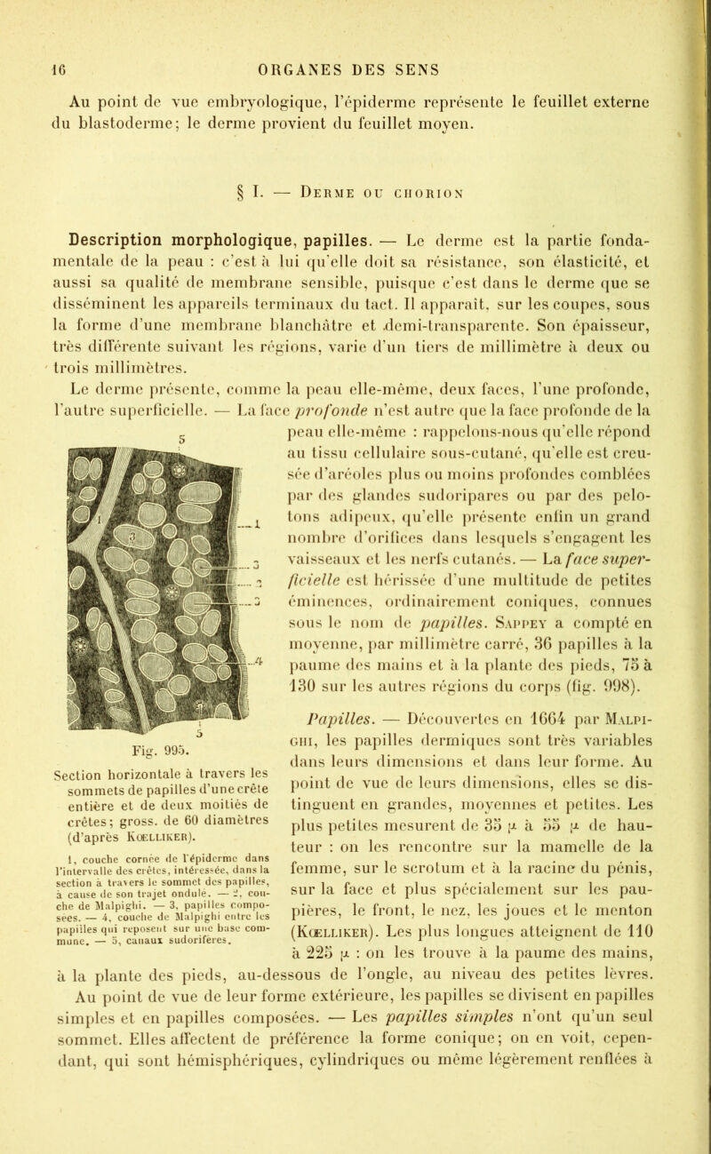Au point de vue embryologique, l’épiderme représente le feuillet externe du blastoderme; le derme provient du feuillet moyen. § I. — Derme ou chorion Description morphologique, papilles. — Le derme est la partie fonda- mentale de la peau : c’est à lui qu’elle doit sa résistance, son élasticité, el aussi sa qualité de membrane sensible, puisque c’est dans le derme que se disséminent les appareils terminaux du tact. Il apparaît, sur les coupes, sous la forme d’une membrane blanchâtre et .demi-transparente. Son épaisseur, très dilférente suivant les régions, varie d’un tiers de millimètre à deux ou ' trois millimètres. Le derme présente, comme la peau elle-même, deux faces, l’une profonde, l’autre superficielle. — La face profonde n’est aulre (pie la face profonde de la peau elle-même : rappelons-nous qu’elle répond au tissu (cellulaire sous-cutané, ({u’elle est creu- séed’aréoles plus ou moins profondes comblées par des glandes siidoripares ou par des pelo- tons adijieiix, (pi’elle pi*ésente enfin un grand nombre d’orifices dans lcs(piels s’engagent les vaisseaux et les nerfs cutanés. — La face super- ficielle est hérissée d’une multitude de petites éminences, ordinairement coni([ues, connues sous le nom de papilles. Sappey a compté en moyenne, par millimètre carré, dG papilles à la paume des mains et à la plante des pieds, 7o à 130 sur les autres régions du corps (fig. 098). Papilles. — Découvertes en 1GG4 par Malpi- Giii, les papilles dermi(pies sont très variables dans leurs dimensions et dans leur forme. Au point de vue de leurs dimensions, elles se dis- tinguent en grandes, moyennes et petites. Les plus petites mesurent de 3o g à oo g de hau- teur : on les rencontre sur la mamelle de la femme, sur le scrotum et h la racine du pénis, sur la face et plus spécialement sur les pau- pières, le front, le nez, les joues et le menton (Kœlliker). Les plus longues atteignent de 110 a 223 g : on les trouve à la paume des mains, à la plante des pieds, au-dessous de l’ongle, au niveau des petites lèvres. Au point de vue de leur forme extérieure, les papilles se divisent en papilles simples et en papilles composées. — Les papilles simples n’ont qu’un seul sommet. Elles affectent de préférence la forme conique; on en voit, cepen- dant, (jui sont hémisphériques, cylindriques ou même légèrement renflées à 5 Fig. 995. Section horizontale à travers les sommets de papilles d’une crête entière et de deux moitiés de crêtes; gross. de 60 diamètres (d’après Koelliker). 1, couche cornée de l'épiderme dans l’intervalle des crêtes, intéressée, dans la section à travers le sommet des papilles, à cause de son trajet ondulé. — i, cou- che de Malpighi. — 3, papilles compo- sées. — 4, couche de Malpighi entre les papilles qui reposent sur une base com- mune. — 3, canaux sudorifères.