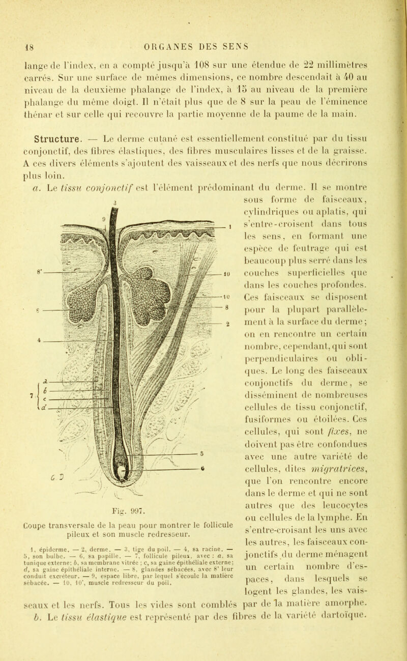 lange de l’index, en a compté jusqu’à 108 sur une étendue de 2:^ millimètres carrés. Sur une surface de mêmes dimensions, ce nombre descendait à 40 au niveau de la deuxième phalange de l’index, à 15 au niveau de la première phalange du même doigt. Il n’était plus (pie de 8 sur la peau de l’éminence thénar et sur celle qui recouvre la partie moyenne de la paume de la main. Structure. — Le derme cutané est essentiellement constitué par du tissu conjonctif, des fibres élastiijues, des tilires musculaires lisses et de la graisse. A ces divers éléments s’ajoutent des vaisseaux et des nerfs (juc nous décrirons plus loin. a. Lq tissu conjonctif l’élément ])rédominant du derme. Il se montre 3 sous forme de faisceaux, cvlindri(]ues ou aplatis, qui s’entre-croisent dans tous les sens, en formant une espèce de feuti*age (pii est beaucoup plus serré dans les couches superficielles que dans les couches profondes. Ces faisceaux se disposent pour la plupart [)arallèlc.- ment à la surface du derme; on en renconire un certain nombre, cependant, (pii sont peiqtendiculaires ou obli- (pies. Le long des faisceaux conjonctifs du derme, se disséminent de nombreuses cellules de tissu conjonctif, fusiformes ou étoilées. Ces cellules, (pii sont fixes^ ne doivent pas être confondues avec une autre variété de cellules, dites migratrices, que l’on rencontre encore dans le derme et qui ne sont autres que des leucocytes ou cellules de la lymphe. En s’entre-croisant les uns avec les autres, les faisceaux con- jonctifs ylu derme ménagent un certain nombre d’es- paces, dans lesquels se logent les glandes, les vais- seaux et les nerfs. Tous les vides sont comblés par de la matière amorphe. b. Le tissu élastique est représenté par des fibres de la variété dartoique. Fig. 997. Coupe transversale de la peau pour montrer le follicule pileux et son muscle redresseur. 1, épiderme, — 2, derme. — 3, tige du poil. — 4, sa racine. — 5, son bulbe. — G, sa pnpüle. — 7, follicule pileux, avec : a. sa tunique externe; 6, sa membrane vitrée ; c, sa gaine épithéliale externe; d, sa gaine épithéliale interne. — 8, glandes sébacées, avec 8’ leur conduit excréteur. — 9, espace libre, par lequel s’écoule la matière sébacée. — lü, 10’, muscle redresseur du poil.