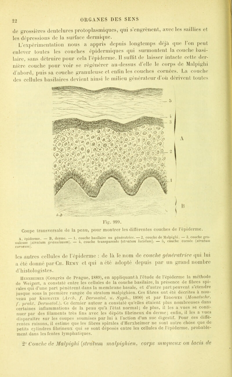 iIg grossières tlciitelures protoplcisiiiiciues, c[ui s engrènent, civee les snillies et les dépressions de la surface dermique. L’expérimentation nous a appris depuis longtemps déjà que l’on peut enlever toutes les couches épidermiques qui surmontent la couche basi- laire, sans détruire pour cela l’épiderme. Il suffit de laisser intacte cette der- nière couche pour voir se régénérer au-dessus d’elle le corps de Malpighi d’abord, puis sa co’uche granuleuse et enfin les couches cornées. La couche des cellules basilaires devient ainsi le milieu générateur d oii dérivent toutes Fig. 999. Coupe transversale de la peau, pour montrer les dilTérentes couches de l’épiderme. \ épiderme — B, derme. — 1, couche basilaire ou génératrice. —2, couche de Malpighi. — 3, couche gra- nuleuse {stratum granulosum). — 4, couche transparente (stratum lucidum). — 5, couche cornée {stratum corneum). les autres cellules de l’épiderme : de là le nom de couche génératrice ([ui lui a été donné par Cii. Remy et qui a été adopté depuis par un grand nombre d’histologistes. IIERXIIEIMER (Congrès de Prague, 1889), en appliquant à l’étude de l’épiderme la méthode de Wei^ert, a constaté entre les cellules de la couche basilaire, la présence de fibres spi- rales qui d’une part pénètrent dans la membrane basale, et d’autre part peuvent s’étendre jusque sous la première rangée du stratum malpighien. Ces fibres ont été décrites à nou- veau par Kromayer {Arch. f. Dermalol u. Syph., 1890) et par Eddowes {Mo7ialsckr. /'. prakt. DermatoL). Ce dernier auteur a constaté qu’elles étaient plus nombreuses dans certaines inflammations de la peau qu’à l’état normal; de plus, il les a vues se conti- nuer par des filaments très fins avec les dépôts fibrineux du derme; enfin, il les a vues disparaître sur les coupes soumises par lui à l’action d’un suc digestif. Pour ces dilîé- rentes raisons, il estime que les fibres spirales d’IIerxheimer ne sont autre chose que de petits cylindres fibrineux qui se sont déposés entre les cellules de l’épiderme, probable- ment dans les fentes lymphatiques. 2® Couche de Malpighi [stratum malpnghien^ corps muqueux ou lacis de