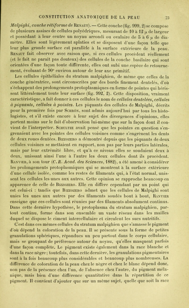 Malpighi, couche rétiforme de Renaut). — Cette couche (fig. 999,2) se compose de plusieurs assises de cellules polyédriques, mesurant de 10 à 12 jjl de largeur et possédant à leur centre un noyau arrondi ou ovalaire de 5 à 6 g de dia- mètre. Elles sont légèrement aplaties et se disposent d’une façon telle que leur plus grande surface est parallèle à la surface extérieure de la peau. Renaut fait observer avec raison que, si ces cellules procèdent réellement (et le fait ne paraît pas douteux) des cellules de la couche basilaire qui sont orientées d’une façon toute différente, elles ont subi une espèce de retourne- ment, évoluant de 90*^ environ autour de leur axe primitif. Les cellules épithéliales du stratum malpighien, de même que celles de la couche génératrice, sont circonscrites par des bords finement dentelés, d’où s’échappent des prolongements protoplasmiques en forme de pointes qui héris- sent littéralement toute leur surface (fig. 992, 2). Cette disposition, vraiment caractéristique, a fait donner à ces cellules le nom de cellules dentelées^ cellules à piquants, cellules à pointes. Les piquants des cellules de Malpighi, décrits pour la première fois par Schrôn, sont admis aujourd’hui par tous les histo- logistes, et s’il existe encore à leur sujet dés divergences d’opinions, elles portent moins sur le fait d’observation lui-même que sur la façon dont il con- vient de l’interpréter. Schultze avait pensé que les pointes en question s’en- grenaient avec les pointes des cellules voisines comme s’engrènent les dents de deux roues dentées. Bizzozero a démontré depuis que les piquants de deux cellules voisines se mettaient en rapport, non pas par leurs parties latérales, mais par leur extrémité libre, et qu’à ce niveau elles se soudaient deux à deux, unissant ainsi l’une à l’autre les deux cellules dont ils procèdent. Ranyier, à son tour (C.R. Acad, des Sciences, 1882), a été amené à considérer les prolongements protoplasmiques qui se montrent à la surface extérieure d’une cellule isolée, comme les restes de filaments qui, à l’état normal, unis- sent les cellules les unes aux autres. Cette opinion se rapproche beaucoup en apparence de celle de Bizzozero. Elle en diffère cependant par un point qui est celui-ci : tandis que Bizzozero admet que les cellules de Malpighi sont unies les unes aux autres par des filaments soudés bout à bout, Ranyier enseigne que ces cellules sont réunies par des filaments absolument continus. Dans cette dernière hypothèse, le protoplasma du stratum malpighien, par- tout continu, forme dans son ensemble un vaste réseau dans les mailles duquel se dispose le ciment intercellulaire et circulent les sucs nutritifs. C’est dans ces mêmes cellules du stratum malpighien que s’amasse le pigment d’où dépend la coloration de la peau. Il se présente sous la forme de petites granulations sphériques, répandues un peu partout dans le corps cellulaire, mais se groupant de préférence autour du noyau, qu’elles masquent parfois d’une façon complète. Le pigment existe également dans la race blanche et dans la race nègre ; toutefois, dans cette dernière, les granulations pigmentaires sont à la fois beaucoup plus considérables et beaucoup plus nombreuses. La différence de coloration de la peau chez le nègre et chez le blanc dépend donc, non pas de la présence chez l’un, de l’absence chez l’autre, du pigment méla- nique, mais bien d’une différence quantitative dans la répartition de ce pigment. If convient d’ajouter que sur un même sujet, quelle que soit la race