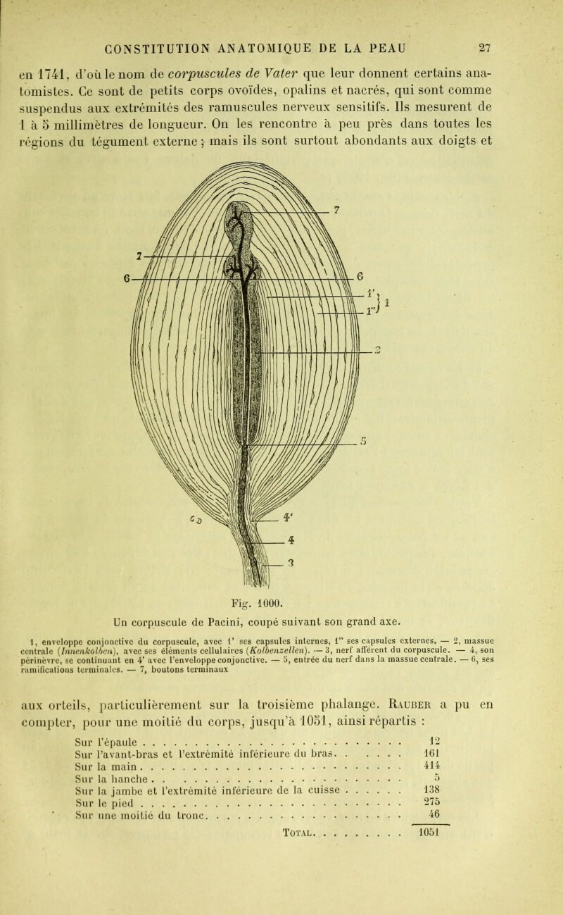 en 1741, d’où le nom de corpuscules de Vater que leur donnent certains ana- tomistes. Ce sont de petits corps ovoïdes, opalins et nacrés, qui sont comme suspendus aux extrémités des ramuscules nerveux sensitifs. Ils mesurent de 1 à 5 millimètres de longueur. On les rencontre à peu près dans toutes les régions du tégument externe ; mais ils sont surtout abondants aux doigts et 1, enveloppe conjonctive du corpuscule, avec 1’ ses capsules internes, 1” ses capsules externes. — 2, massue centrale [Innenkolhen), avec ses éléments cellulaires {Kolbenzellen). — 3, nerf afférent du corpuscule. — 4, son périnèvre, se continuant en 4’ avec l’enveloppe conjonctive. — 5, entrée du nerf dans la massue centrale. — 6, ses ramifications terminales. — 1, boutons terminaux aux orteils, particulièrement sur la troisième phalange. Rauber a pu en compter, pour une moitié du corps, jusqu’à lOM, ainsi répartis : Sur l’épaule 12 Sur Tavant-bras et rextrémité inférieure du bras 161 Sur la main lit Sur la hanche 5 Sur la jambe et l’extrémité inférieure de la cuisse 138 Sur le pied 275 Sur une moitié du tronc 46 Total 1051