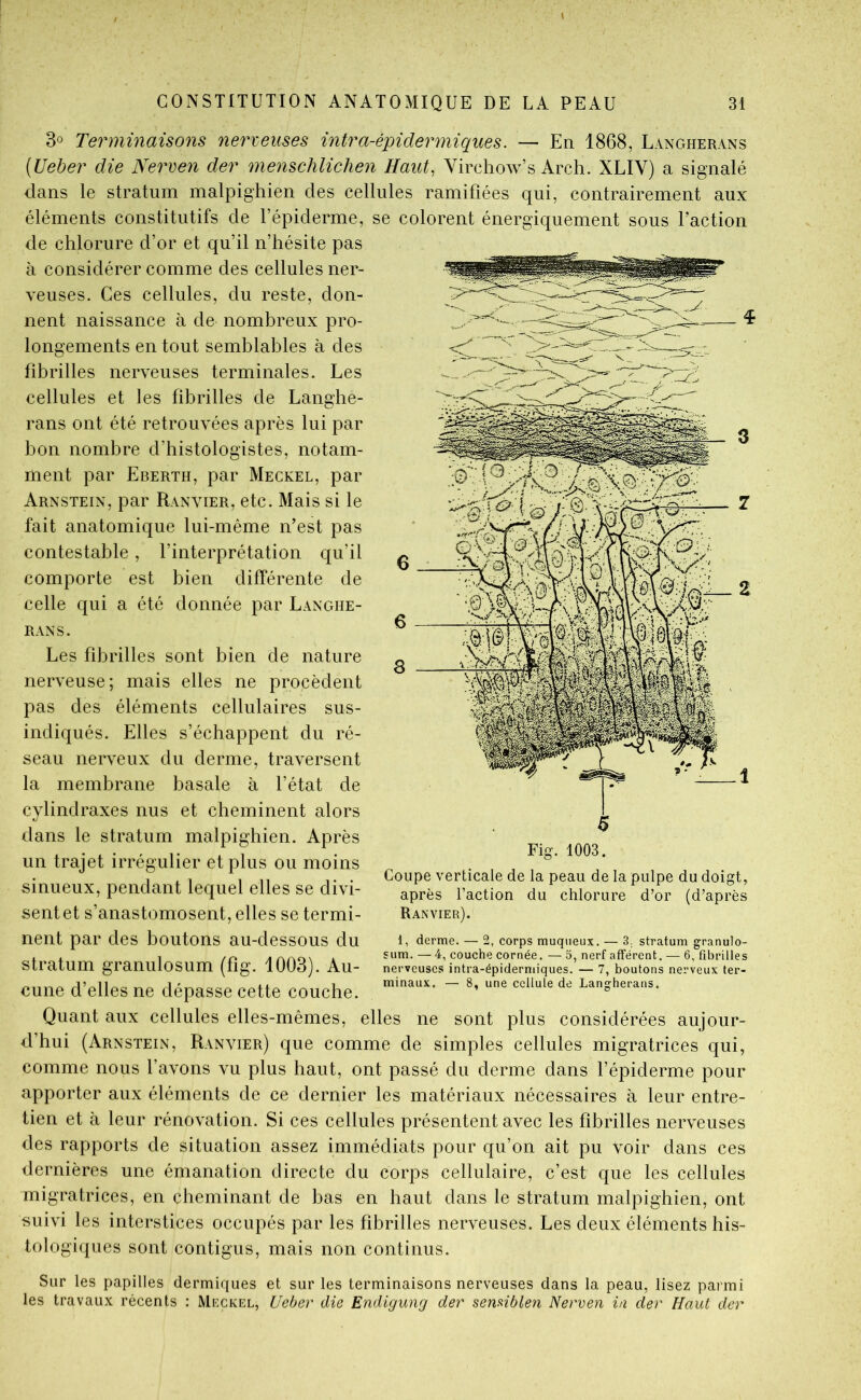 ifi m \ y/ v/or 8 3» Terminaisons nerreuses intra-épidermiques. — En 1868, Langherans [Ueber die Nerven der menschlichen Haut, Virchow’s Arch. XLIV) a signalé dans le stratum malpighien des cellules ramifiées qui, contrairement aux éléments constitutifs de l’épiderme, se colorent énergiquement sous faction de chlorure d’or et qu’il n’hésite pas à considérer comme des cellules ner- veuses. Ces cellules, du reste, don- nent naissance à de nombreux pro- longements en tout semblables à des fibrilles nerveuses terminales. Les cellules et les fibrilles de Langhe- rans ont été retrouvées après lui par bon nombre d’histologistes, notam- ment par Eberth, par Meckel, par Arnstein, par Ranvier, etc. Mais si le fait anatomique lui-même n’est pas contestable, l’interprétation qu’il comporte est bien différente de celle qui a été donnée par Langhe- rans. Les fibrilles sont bien de nature nerveuse; mais elles ne procèdent pas des éléments cellulaires sus- indiqués. Elles s’échappent du ré- seau nerveux du derme, traversent la membrane basale à l’état de cylindraxes nus et cheminent alors dans le stratum malpighien. Après un trajet irrégulier et plus ou moins sinueux, pendant lequel elles se divi- sent et s’anastomosent, elles se termi- nent par des boutons au-dessous du stratum granulosum (fig. 1003). Au- cune d’elles ne dépasse cette couche. Quant aux cellules elles-mêmes, elles ne sont plus considérées aujour- d’hui (Arnstein, Ranvier) que comme de simples cellules migratrices qui, comme nous l’avons vu plus haut, ont passé du derme dans l’épiderme pour apporter aux éléments de ce dernier les matériaux nécessaires à leur entre- tien et à leur rénovation. Si ces cellules présentent avec les fibrilles nerveuses des rapports de situation assez immédiats pour qu’on ait pu \mir dans ces dernières une émanation directe du corps cellulaire, c’est que les cellules migratrices, en cheminant de bas en haut dans le stratum malpighien, ont suivi les interstices occupés par les fibrilles nerveuses. Les deux éléments his- tologiques sont contigus, mais non continus. Sur les papilles dermiques et sur les terminaisons nerveuses dans la peau, lisez parmi les travaux récents : Mkckel, Ueber die Endigung der senHblen Nerven ia der Haut der Coupe verticale de la peau de la pulpe du doigt, après l’action du chlorure d’or (d’après Ranvier). 1, derme. — 2, corps muqueux. — 3. stratum granulo- sum. — 4, couche cornée. — 5, nerf afférent. — 6, fibrilles nerveuses intra-épidermiques. — 7, boutons nerveux ter- minaux. — 8, une cellule de Langherans.