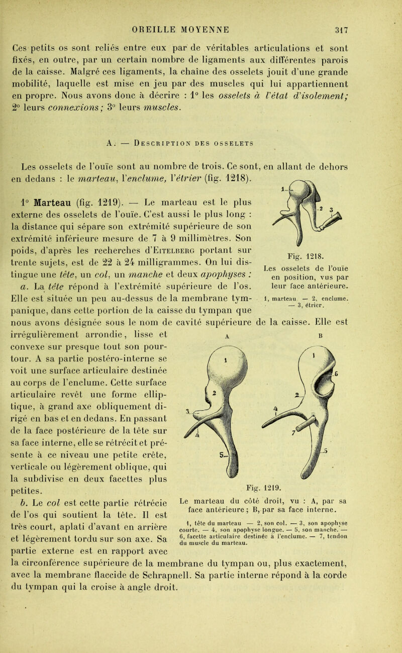 Ces petits os sont reliés entre eux par de véritables articulations et sont fixés, en outre, par un certain nombre de ligaments aux différentes parois de la caisse. Malgré ces ligaments, la chaîne des osselets jouit d’une grande mobilité, laquelle est mise en jeu par des muscles qui lui appartiennent en propre. Nous avons donc à décrire : les osselets à Vétat d'isolement; 2° leurs connexions ; 3° leurs muscles. A. — Description des osselets Fig. 1218. Les osselets de l’ouïe en position, vus par leur face antérieure. 1, marteau — 2, enclume. — 3, étrier. Les osselets de l’ouïe sont au nombre de trois. Ce sont, en allant de dehors en dedans ; le marteau. Venclume, Vétrier (fîg. 1218). 1® Marteau (fig. 1219). — Le marteau est le plus externe des osselets de l’ouïe. C’est aussi le plus long : la distance qui sépare son extrémité supérieure de son extrémité inférieure mesure de 7 à 9 millimètres. Son poids, d’après les recherches d’EiTELBERO portant sur trente sujets, est de 22 à 24 milligrammes. On lui dis- tingue une tête, un col. un manche et deux apophyses : a. La tête répond à l’extrémité supérieure de l’os. Elle est située un peu au-dessus de la membrane tym- panique, dans cette portion de la caisse du tympan que nous avons désignée sous le nom de cavité supérieure de la caisse. Elle est irrégulièrement arrondie, lisse et a b convexe sur presque tout son pour- tour. A sa partie postéro-interne se voit une surface articulaire destinée au corps de l’enclume. Cette surface articulaire revêt une forme ellip- tique, à grand axe obliquement di- rigé en bas et en dedans. En passant de la face postérieure de la tête sur sa face interne, elle se rétrécit et pré- sente à ce niveau une petite crête, verticale ou légèrement oblique, qui la subdivise en deux facettes plus petites. b. Le col est cette partie rétrécie de l’os qui soutient la tête. Il est très court, aplati d’avant en arrière et légèrement tordu sur son axe. Sa partie externe est en rapport avec la circonférence supérieure de la membrane du tympan ou, plus exactement, avec la membrane fïaccide de Schrapnell. Sa partie interne répond à là corde du tympan qui la croise à angle droit. Le marteau du côté droit, vu : A, par sa face antérieure; B, par sa face interne. 1, tête du marteau — 2, son col. — 3, son apophyse courte. — 4, son apophyse longue. — 5, son manche. — 6, facette articulaire destinée à l’enclume. — 7, tendon du muscle du marteau.