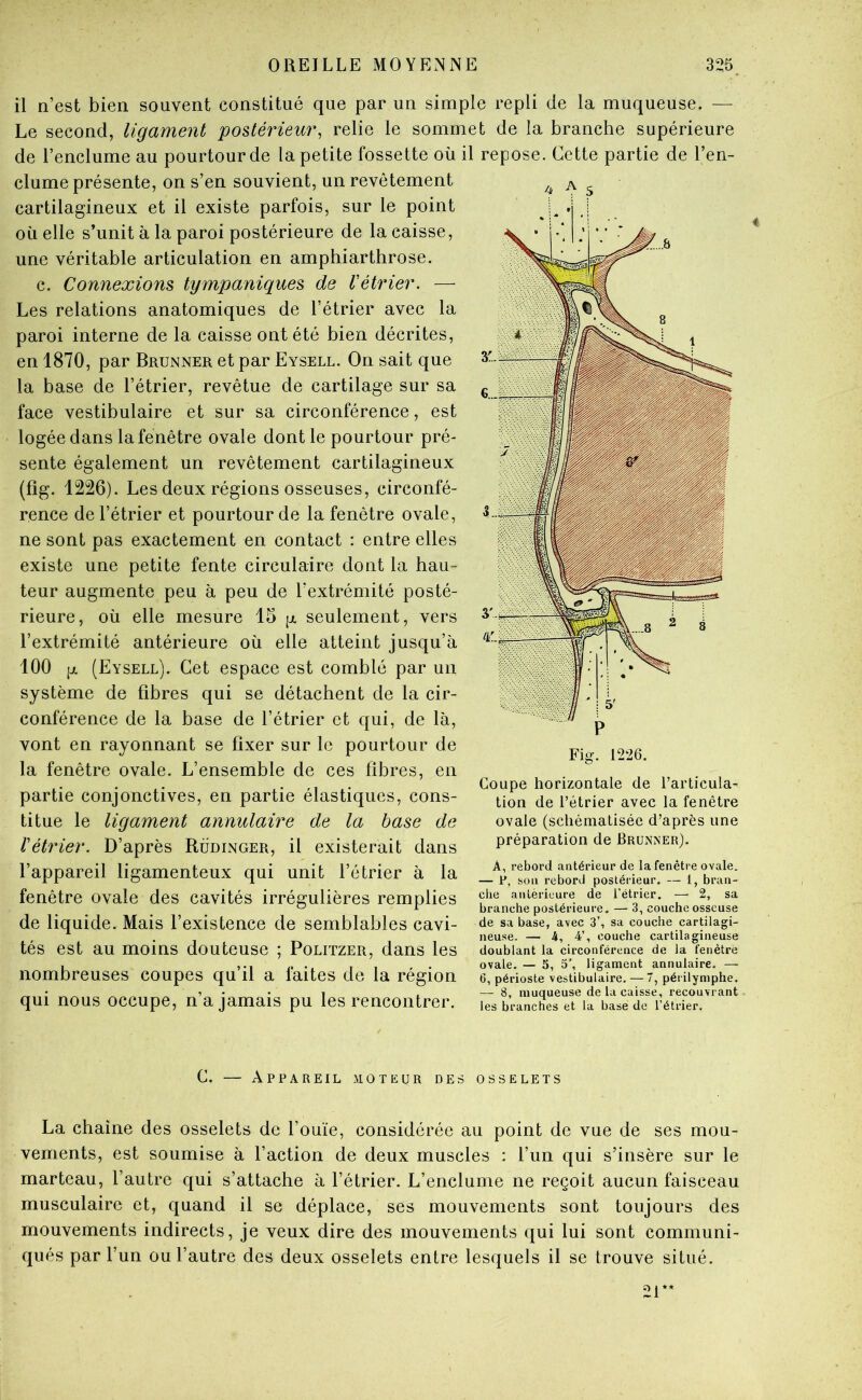 il n’est bien souvent constitué que par un simple repli de la muqueuse. — Le second, ligament postérieur, relie le sommet de la branche supérieure de l’enclume au pourtour de la petite fossette où il repose. Cette partie de l’en- clume présente, on s’en souvient, un revêtement cartilagineux et il existe parfois, sur le point où elle s’unit à la paroi postérieure de la caisse, une véritable articulation en amphiarthrose. c. Connexions tympaniques de Vétrier. — Les relations anatomiques de l’étrier avec la paroi interne de la caisse ont été bien décrites, en 1870, par Brunner et par Eysell. On sait que la base de l’étrier, revêtue de cartilage sur sa face vestibulaire et sur sa circonférence, est logée dans la fenêtre ovale dont le pourtour pré- sente également un revêtement cartilagineux (fig. 1226). Les deux régions osseuses, circonfé- rence de l’étrier et pourtour de la fenêtre ovale, ne sont pas exactement en contact : entre elles existe une petite fente circulaire dont la hau- teur augmente peu à peu de l’extrémité posté- rieure, où elle mesure 15 p. seulement, vers l’extrémité antérieure où elle atteint jusqu’à 100 p, (Eysell). Cet espace est comblé par un système de fibres qui se détachent de la cir- conférence de la base de l’étrier et qui, de là, vont en rayonnant se fixer sur le pourtour de la fenêtre ovale. L’ensemble de ces fibres, en partie conjonctives, en partie élastiques, cons- titue le ligament annulaire de la base de Vétrier. D’après Rüdinger, il existerait dans l’appareil ligamenteux qui unit l’étrier à la fenêtre ovale des cavités irrégulières remplies de liquide. Mais l’existence de semblables cavi- tés est au moins douteuse ; Politzer, dans les nombreuses coupes qu’il a faites de la région qui nous occupe, n’a jamais pu les rencontrer. Coupe horizontale de l’articula- tion de l’étrier avec la fenêtre ovale (schématisée d’après une préparation de Brunner). A, rebord antérieur de la fenêtre ovale. — r, son rebord postérieur. — 1, bran- che antérieure de l’étrier. —■ 2, sa branche postérieure. — 3, couche osseuse de sa base, avec 3’, sa couche cartilagi- neuse. — 4, 4’, couche cartilagineuse doublant la circonférence de la fenêtre ovale. — 5, ligament annulaire. — 6, périoste vestibulaire. — 7, périlymphe. — 8, muqueuse de la caisse, recouvrant les branches et la base de l’étrier. Appareil moteur des osselets La chaîne des osselets de l’ouïe, considérée au point de vue de ses mou- vements, est soumise à l’action de deux muscles : l’un qui s’insère sur le marteau, l’autre qui s’attache à l’étrier. L’enclume ne reçoit aucun faisceau musculaire et, quand il se déplace, ses mouvements sont toujours des mouvements indirects, je veux dire des mouvements qui lui sont communi- qués par l’un ou l’autre des deux osselets entre lesquels il se trouve situé.