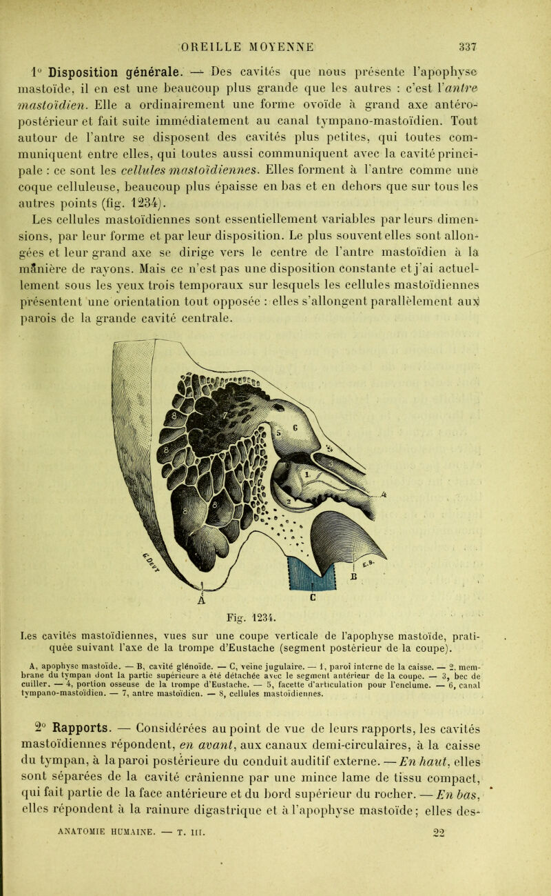 Disposition générale. —^ Des cavités que nous présente rapophvse mastoïde, il en est une beaucoup plus grande que les autres : c’est Vantr& mastoïdien. Elle a ordinairement une forme ovoïde à grand axe antéro- postérieur et fait suite immédiatement au canal tympano-mastoïdien. Tout autour de l’antre se disposent des cavités plus petites, qui toutes com- muniquent entre elles, qui toutes aussi communiquent avec la cavité princi- pale : ce sont les cellules mastoïdiennes. Elles forment à l’antre comme une coque celluleuse, beaucoup plus épaisse en bas et en dehors que sur tous les autres points (fîg. 1234). Les cellules mastoïdiennes sont essentiellement variables par leurs dimen- sions, par leur forme et par leur disposition. Le plus souvent elles sont allon- gées et leur grand axe se dirige vers le centre de l’antre mastoïdien à la minière de rayons. Mais ce n’est pas une disposition constante et j’ai actuel- lement sous les yeux trois temporaux sur lesquels les cellules mastoïdiennes présentent une orientation tout opposée : elles s’allongent parallèlement aux parois de la grande cavité centrale. Fig. 1234. ' ' ' Les cavités mastoïdiennes, vues sur une coupe verticale de l’apophyse mastoïde, prati- quée suivant l’axe de la trompe d’Eustache (segment postérieur de la coupe). A, apophyse mastoïde. — B, ca\ité glénoïde. — C, veine jugulaire. — 1, paroi interne de la caisse. — 2, mem- brane du tympan dont la partie supérieure a été détachée avec le segment antérieur de la coupe. — 3, bec de cuiller. — 4, portion osseuse de la trompe d’Euslache. — 5, facette d’articulation pour l’enclume. — 6, canal tympano-mastoïdien. — 7, antre mastoïdien. — 8, cellules mastoïdiennes. 2*^ Rapports. — Considérées au point de vue de leurs rapports, les cavités mastoïdiennes répondent, en avants aux canaux demi-circulaires, à la caisse du tympan, à la paroi postérieure du conduit auditif externe. —En haut, elles sont séparées de la cavité crânienne par une mince lame de tissu compact, qui fait partie de la face antérieure et du bord supérieur du rocher. —En bas, elles répondent à la rainure digastrique et à l’apophyse mastoïde ; elles des- ANATOMIE HUMAINE. — T. III. 22