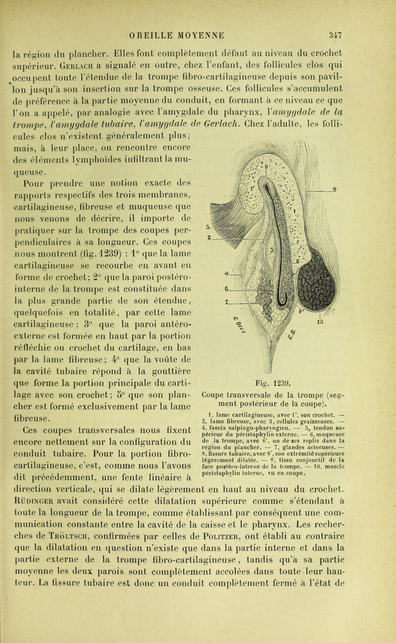 la région du plancher. Elles font complètement défaut au niveau du crochet supérieur. Gerlach a signalé en outre, chez l’enfant, des follicules clos qui occupent toute l’étendue de la trompe fibro-cartilagineuse depuis son pavil- lon jusqu’à son insertion sur la trompe osseuse. Ces follicules s’accumulent de préférence à la partie moyenne du conduit, en formant à ce niveau ce que l’on a appelé, par analogie avec l’amygdale du pharynx, Vamygdale de IOj trompe^ Vamygdale tubaire, Vamygdale de Gerlach. Chez l’adulte, les folli- cules clos n’existent généralement plus; mais, à leur place, on rencontre encore des éléments lymphoïdes infiltrant la mu- queuse. Pour prendre une notion exacte des rapports respectifs des trois membranes, cartilagineuse, fibreuse et muqueuse que nous venons de décrire, il importe de pratiquer sur la trompe des coupes per- pendiculaires à sa longueur. Ces coupes nous montrent (fig. 1239) : 1® que la lame cartilagineuse se recourbe en avant en forme de crochet; 2° que la paroi postéro- interne de la trompe est constituée dans la plus grande partie de son étendue, quelquefois en totalité, par cette lame cartilagineuse ; 3*^ que la paroi antéro- externe est formée en haut par la portion réfléchie ou crochet du cartilage, en bas par la lame fibreuse; 4° que la voûte de la cavité tubaire répond à la gouttière que forme la portion principale du carti- lage avec son crochet ; 5® que son plan- cher est formé exclusivement par la lame fibreuse. Ces coupes transversales nous fixent encore nettement sur la configuration du conduit tubaire. Pour la portion fibro- cartilagineuse, c’est, comme nous l’avons dit précédemment, une fente linéaire à direction verticale, qui se dilate légèrement en haut au niveau du crochet. Rüdinger avait considéré cette dilatation supérieure comme s’étendant à toute la longueur de la trompe, comme établissant par conséquent une com- munication constante entre la cavité de la caisse et le pharynx. Les recher- ches de Troltsch, confirmées par celles de Politzer, ont établi au contraire que la dilatation en question n’existe que dans la partie interne et dans la partie externe de la trompe fibro-cartilagineuse, tandis qu’à sa partie moyenne les deux parois sont complètement accolées dans toute leur hau- teur. La fissure tubaire est donc un conduit complètement fermé à l’état de ment postérieur de la coupe). 1, lame cartilagineuse, avec 1’, son crochet. — 2, lame fibreuse, avec 3, cellules graisseuses. — 4, fascia salpingo-pharyngien. — 5, tendon su- périeur du péristaphylin externe. — 6, muqueuse de la trompe, avec 6’, un de ses replis dans la région du plancher. — 7, glandes acineuses. — 8, fissure tubaire, avec 8’, son extrémité supérieure légèrement dilatée. — P, tissu conjonctif de la face postéi'o-interne de la trompe. — 10, muscle péristaphylin interne, vu en coupe.