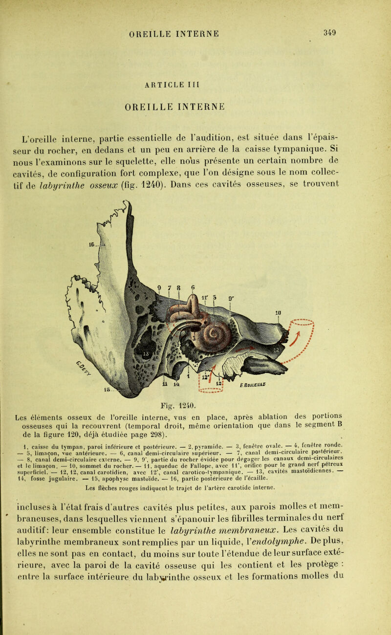 ARTICLE III OREILLE INTERNE L’oreille interne, partie essentielle de l’audition, est située dans l’épais- seur du rocher, en dedans et un peu en arrière de la caisse tympanique. Si nous l’examinons sur le squelette, elle nous présente un certain nombre de cavités, de configuration fort complexe, que l’on désigne sous le nom collec- tif de labyrinthe osseux 1240). Dans ces cavités osseuses, se trouvent Fig. 1240. Les éléments osseux de l’oreille interne, vus en place, après ablation des portions osseuses qui la recouvrent (temporal droit, même orientation que dans le segment B de la figure 120, déjà étudiée page 298). 1, caisse du tympan, paroi inférieure et postérieure. — 2, pyramide. — 3, fenêtre ovale. —4, fenêtre ronde. — 5, limaçon, vue antérieure. — 6, canal demi-circulaire supérieur. — 7, canal demi-circulaire postérieur. — 8, canal demi-circulaire externe. — 9, 9’, partie du rocher évidée pour dégager les canaux demi-cmculaires et le limaçon. — 10, sommet du rocher.— 11, aqueduc de Fallope, avec H’, orifice pour le grand nerf pétreux superficiel. — 12, 12, canal carotidien, avec 12’, canal carotico-tympanique. — 13, cavités mastoïdiennes. 14, fosse jugulaire. '— 15, apophyse mastoïde. — 16, partie postérieure de l’écaille. Les flèches rouges indiquent le trajet de l’artère carotide interne. incluses à l’état frais d’autres cavités plus petites, aux parois molles et mem- braneuses, dans lesquelles viennent s’épanouir les fibrilles terminales du nerf auditif: leur ensemble constitue le labyrinthe membraneux. Les cavités du labyrinthe membraneux sont remplies par un liquide, Vendolymphe. Déplus, elles ne sont pas en contact, du moins sur toute l’étendue de leur surface exté- rieure, avec la paroi de la cavité osseuse qui les contient et les protège : entre la surface intérieure du labwinthe osseux et les formations molles du