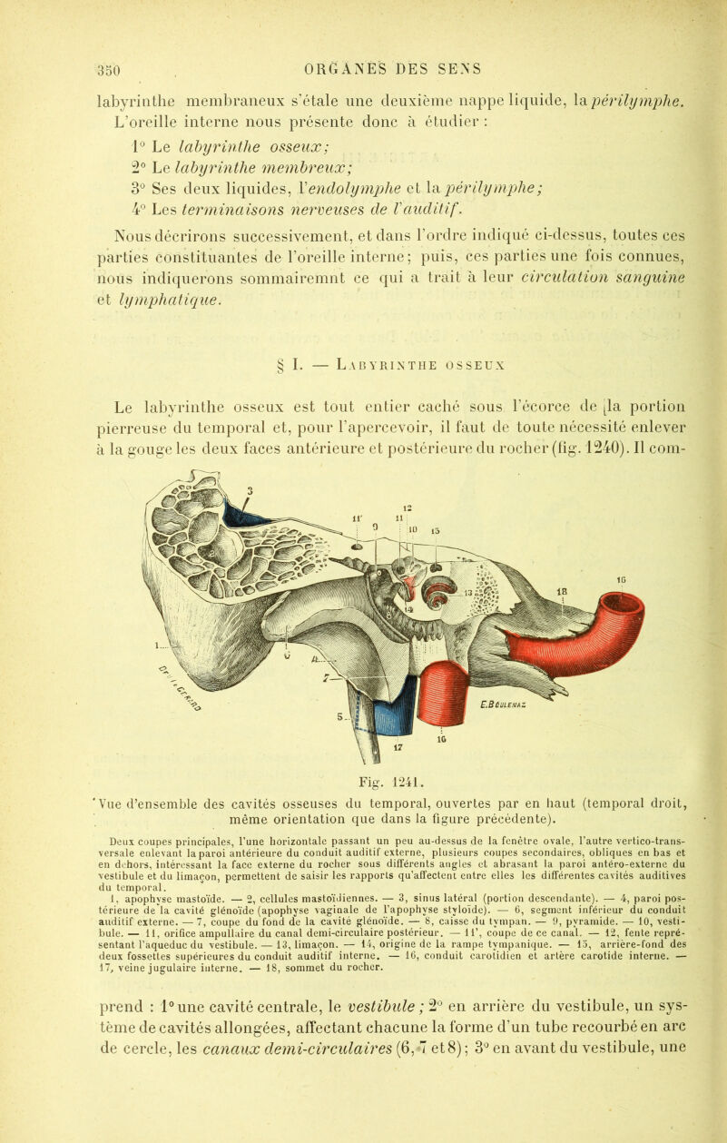 labyrinthe membraneux s’étale une deuxième nappe liquide, Vàpérilymphe. L’oreille interne nous présente donc à étudier : 1® Le labyrinthe osseux; Le labyrinthe membreux; Ses deux liquides, \endolymphe et périlymphe; 4° Les terminaisons nerreuses de Vauditif. Nous décrirons successivement, et dans l’ordre indiqué ci-dessus, toutes ces parties constituantes de l’oreille interne ; puis, ces parties une fois connues, nous indiquerons sommairemnt ce qui a trait à leur circulation sanguine et lymphaticj[ue. § I. — Labyrinthe osseux Le labyrinthe osseux est tout entier caché sous l’écorce de [la portion pierreuse du temporal et, pour l’apercevoir, il faut de toute nécessité enlever à la gouge les deux faces antérieure et postérieure du rocher (lig. 1240). Il com- Fig. 1241. 'Vue d’ensemble des cavités osseuses du temporal, ouvertes par en haut (temporal droit, même orientation que dans la figure précédente). Deux coupes principales, l’une horizontale passant un peu au-dessus de la fenêtre ovale, l’autre vertico-trans- versale enlevant la paroi antérieure du conduit auditif externe, plusieurs coupes secondaires, obliques en bas et en dehors, intéressant la face externe du rocher sous différents angles et abrasant la paroi antéro-externe du vestibule et du limaçon, permettent de saisir les rapports qu’affectent entre elles les différentes cavités auditives du temporal. 1, apophyse mastoïde. — 2, cellules mastoïdiennes. — 3, sinus latéral (portion descendante). — 4, paroi pos- térieure de là cavité glénoïde (apophyse vaginale de l’apophyse styloïde). — 6, segment inférieur du conduit auditif externe. —7, coupe du fond de la cavité glénoïde. — 8, caisse du tympan. — 9, pyramide. — 10, vesti- bule. — 11, orifice ampullaire du canal demi-circulaire postérieur. — 11’, coupe de ce canal, — 12, fente repré- sentant l’aqueduc du vestibule. — 13, limaçon. — 14, origine de la rampe tympanique. — lo, arrière-fond des deux fossettes supérieures du conduit auditif interne. — 16, conduit carotidien et artère carotide interne. — 17^ veine jugulaire interne. — 18, sommet du rocher. prend : l°une cavité centrale, le vestibule ; 2® en arrière du vestibule, un sys- tème de cavités allongées, affectant chacune la forme d’un tube recourbé en arc de cercle, les canaux demi-circulaires (6, 7 et8); en avant du vestibule, une