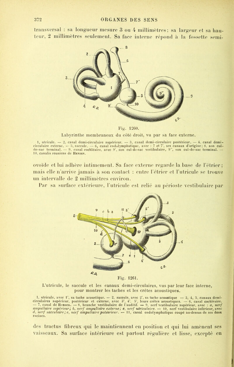 transversal : sa longueur mesure 3 ou 4 millimètres ; sa largeur et sa hau- teur, 2 millimètres seulement. Sa face interne répond à la fossette semi- D Fig. 1260. Labyrinthe membraneux du côté droit, vu par sa face externe. 1, utricule. — 2, canal demi-circulaire supérieur. — 3, canal demi-circulaire postérieur. — 4, canal demi- circulaire externe, —5, saccule. — 6, canal endolympliatique, avec : 7 et 7’, ses canaux d’origine; 8, son cul- de-sac terminal. — 9, canal cochléaire, avec 9’, son cul-do-sac vestibulaire, 9”, son cul-de-sac terminal. — 10, canalis reuniens de Hense.x. ovoïde et lui adhère intimement. Sa face externe regarde la base de l’étrier; mais elle n’arrive jamais à son contact : entre l’étrier et l’utricule se trouve un intervalle de 2 millimètres environ. Par sa surface extérieure, rutricule est relié au périoste vestibulaire par L’utricule, le saccule et les canaux demi-circulaires, vus par leur face interne, pour montrer les taches et les crêtes acoustiques. 1, utricule, avec 1’, sa tache acoustique. — 2, saccule, avec 2’, sa tache acoustique — 3, 4, 5, canaux demi- circulaires supérieur, postérieur et externe, avec 3’, 4’. 5’, leurs crêtes acoustiques. — 6, canal cochléaire. — 7, canal de Hensen. — 8, branche vestibulaire de l’auditif. — 9, nerf vestibulaire supérieur, avec : a, nerf ampullaire supérieur; b, nerf ampullaire externe ; c, nerf utriculaire. — 10, nerf vestibulaire inférieur, avec rf, nerf sacculaire ; e, nerf ampullaire potésrieur. — 11, canal endolymphatique coupé au-dessus de ses deux racines. des tractiis fibreux qui le maintiennent en position et qui lui amènent ses vaisseaux. Sa surface intérieure est partout régulière et lisse, excepté en