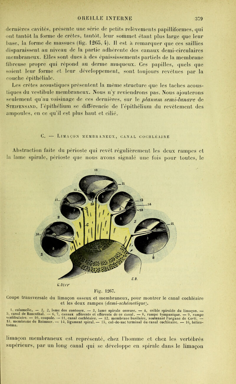 dernières cavités, présente une série de petits relèvements papilliformes, qui ont tantôt la forme de crêtes, tantôt, leur sommet étant plus large que leur base, la forme de massues (lig. 1265, 4). Il est à remarquer que ces saillies disparaissent au niveau de la partie adhérente des canaux demi-circulaires membraneux. Elles sont dues à des épaississements partiels de la membrane fibreuse propre qui répond au derme muqueux. Ces papilles, quels que soient leur forme et leur développement, sont toujours revêtues par la couche épithéliale. Les crêtes acoustiques présentent la même structure que les taches acous- tiques du vestibule membraneux. Nous n'y reviendrons pas. Nous ajouterons seulement qu’au voisinage de ces dernières, sur le plammi semi-lunare de Steifensani), l’épithélium se différencie de l’épithélium du revêtement des ampoules, en ce qu’il est plus haut et cilié. G. — Limaçon membraneux, canal goghléaire Abstraction faite du périoste qui revêt régulièrement les deux rampes et la lame spirale, périoste que nous avons signalé une fois pour toutes, le limaçon membraneux est représenté, chez l’homme et chez les vertébrés supérieurs, par un long canal qui se développe en spirale dans le limaçon Coupe transversale du limaçon osseux et membraneux, pour montrer le canal cochléaire et les deux rampes {demi-schématique). 1, columelle. — 2, 2, lame des contours. — 3, lame spirale osseuse. — 4, crible spiroïde du limaçon. — îi, canal de Rosenthal. — 6, 7, canaux afférents et efférents de ce canal. — 8, rampe tympanique. — 9, rampe vcstibulaire. — 10, coupole. — 11, canal cochléaire. — 12, membrane basilaire, soutenant l’organe de Corti. — 13, membrane de Reissner. — 14, ligament spiral. — 15, cul-de-sac terminal du canal cochléaire. — 16, hélico- tréma. c Dti'r