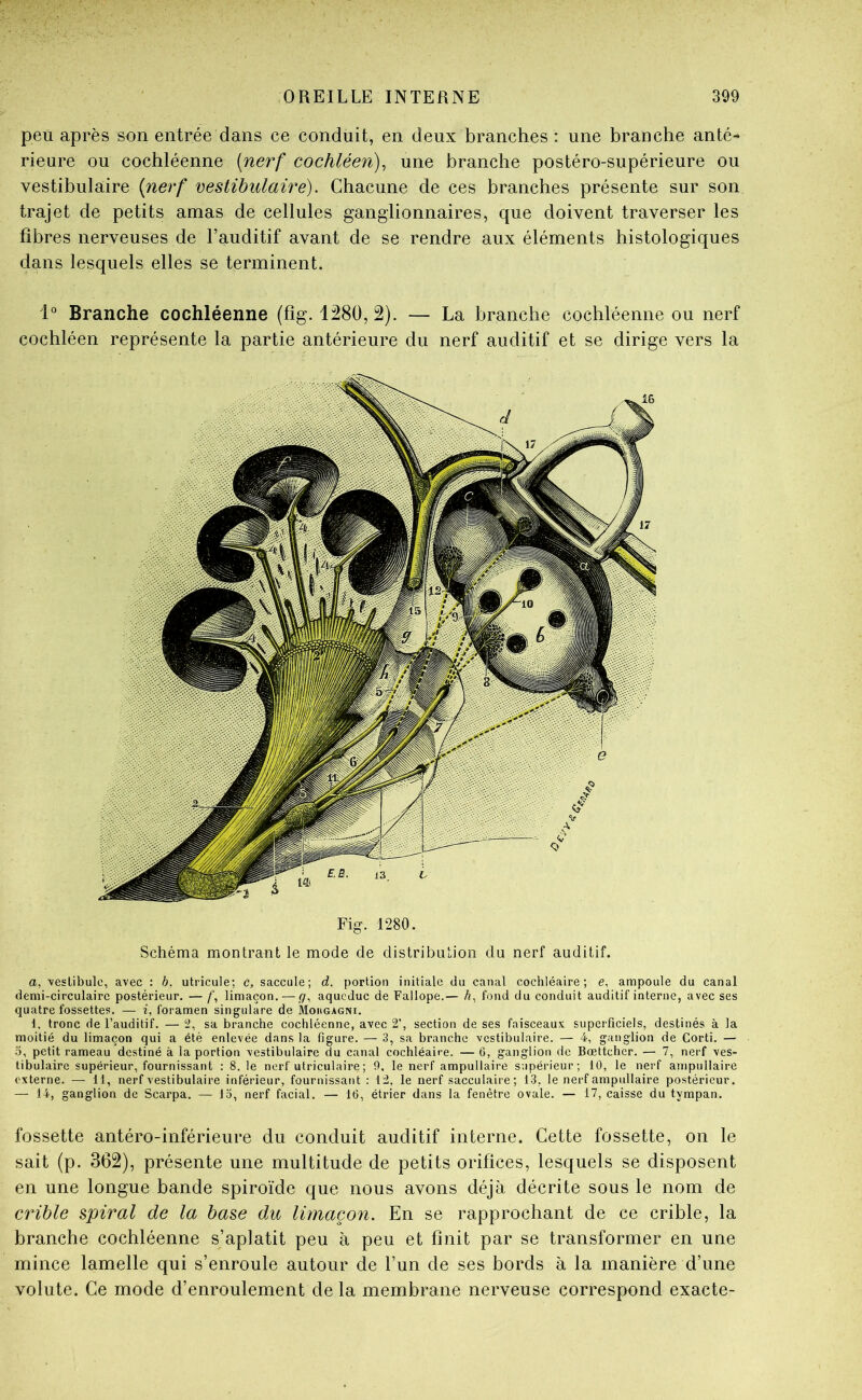 peu après son entrée dans ce conduit, en deux branches : une branche anté- rieure ou cochléenne [nerf cochléen), une branche postéro-supérieure ou vestibulaire [nerf vestihulam). Chacune de ces branches présente sur son trajet de petits amas de cellules ganglionnaires, que doivent traverser les fibres nerveuses de l’auditif avant de se rendre aux éléments histologiques dans lesquels elles se terminent. 1° Branche cochléenne (fig. 1280, 2). — La branche cochléenne ou nerf cochléen représente la partie antérieure du nerf auditif et se dirige vers la Fig. 1280. Schéma montrait le mode de distribution du nerf auditif. a, 'vestibule, avec : h, utricule; c, saccule; d. portion initiale du canal cochléaire ; e, ampoule du canal demi-circulaire postérieur. — limaçon. — ç, aqueduc de Fallope.— é, fond du conduit auditif interne, avec ses quatre fossettes. — i, foramen singulare de Mougagni. 1, tronc de l’auditif. — i2, sa branche cochléenne, avec 2’, section de ses faisceaux superficiels, destinés à la moitié du limaçon qui a été enlevée dans la figure. — 3, sa branche vestibulaire. — 4, ganglion de Corti. — 5, petit rameau destiné à la portion vestibulaire du canal cochléaire. — 6, ganglion de Bœttcher. — 7, nerf ves- tibulaire supérieur, fournissant : 8. le nerf utriculaire ; 9. le nerf ampullaire supérieur; 10, le nerf ampullaire externe. — 11, nerf vestibulaire inférieur, fournissant : 12. le nerf sacculaire ; 13, le nerf ampullaire postérieur. — 14, ganglion de Scarpa. — Jo, nerf facial. — 16, étrier dans la fenêtre ovale. — 17, caisse du tympan. fossette antéro-inférieure du conduit auditif interne. Cette fossette, on le sait (p. 362), présente une multitude de petits orifices, lesquels se disposent en une longue bande spiroïde que nous avons déjà décrite sous le nom de crible spiral de la base dit limaçon. En se rapprochant de ce crible, la branche cochléenne s’aplatit peu à peu et finit par se transformer en une mince lamelle qui s’enroule autour de l’un de ses bords à la manière d’une volute. Ce mode d’enroulement de la membrane nerveuse correspond exacte-
