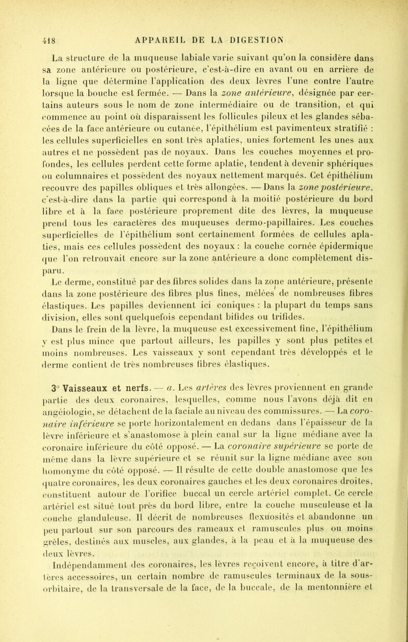 La structure de la muqueuse labiale varie suivant qu’on la considère dans sa zone antérieure ou postérieure, c’est-à-dire en avant ou en arrière de la ligne que détermine l’application des deux lèvres l’une contre l’autre lorsque la bouche est fermée. — Dans la zone antérieure^ désignée par cer- tains auteurs sous le nom de zone intermédiaire ou de transition, et qui commence au point où disparaissent les follicules pileux et les glandes séba- cées de la face antérieure ou cutanée, l’épithélium est pavimenteux stratifié : les cellules superficielles en sont très aplaties, unies fortement les unes aux autres et ne possèdent pas de noyaux. Dans les couches moyennes et pro- fondes, les cellules perdent cette forme aplatie, tendent à devenir sphériques ou columnaires et possèdent des noyaux nettement marqués. Cet épithélium recouvre des papilles obliques et très allongées. —Dans la zone postérieure, c'est-à-dire dans la partie qui correspond à la moitié postérieure du bord libre et à la face postérieure proprement dite des lèvres, la muqueuse prend tous les caractères des muqueuses dermo-papillaires. Les couches superficielles de l’épithélium sont certainement formées de cellules apla- ties, mais ces cellules possèdent des noyaux : la couche cornée épidermique que l’on retrouvait encore sur la zone antérieure a donc complètement dis- paru . Le derme, constitué par des fibres solides dans la zone antérieure, présente dans la zone postérieure des fibres plus fines, mêlées de nombreuses fibres élastiques. Les papilles deviennent ici coniques : la plupart du temps sans division, elles sont quelquefois cependant bifides ou trifides. Dans le frein de la lèvre, la muqueuse est excessivement fine, l’épithélium y est plus mince que partout ailleurs, les papilles y sont plus petites et moins nombreuses. Les vaisseaux y sont cependant très développés et le derme contient de très nombreuses fibres élastiques. 3° Vaisseaux et nerfs. — a. Les artères des lèvres proviennent en grande partie des deux coronaires, lesquelles, comme nous l’avons déjà dit en angéiologie, se détachent de la faciale au niveau des commissures. — La coro- naire inférieure se porte horizontalement en dedans dans l’épaisseur de la lèvre inférieure et s’anastomose à plein canal sur la ligne médiane avec la coronaire inférieure du côté opposé. — La coronaire supérieure se porte de même dans la lèvre supérieure et se réunit sur la ligne médiane avec son liomonyme du côté opposé. — Il résulte de cette double anastomose que les quatre coronaires, les deux coronaires gauches et les deux coronaires droites, constituent autour de l’orifice buccal un cercle artériel complet. Ce cercle artériel est situé tout près du bord libre, entre la couche musculeuse et la couche glanduleuse. Il décrit de nombreuses flexuosités et abandonne un peu partout sur son parcours des rameaux et ramuscules plus ou moins grêles, destinés aux muscles, aux glandes, à la peau et à la muqueuse des (leux lèvres. Indépendamment des coronaires, les lèvres reçoivent encore, à titre d’ar- 1ères accessoires, un certain nombre de ramuscules terminaux de la sous- orbitaire, de la transversale de la face, de la buccale, de la mentonnière et