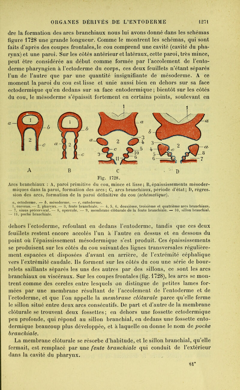 dre la formation des arcs branchiaux nous lui avons donné dans les schémas figure 1728 une grande longueur. Gomme le montrent les schémas, qui sont faits d’après des coupes frontales, le cou comprend une cavité (cavité du pha- rynx) et une paroi. Sur les côtés antérieur et latéraux, cette paroi, très mince, peut être considérée au début comme formée par l’accolement de l’ento- derme pharyngien à l’ectoderme du corps, ces deux feuillets n’étant séparés l’un de l’autre que par une quantité insignifiante de mésoderme. A ce moment la paroi du cou est lisse et unie aussi bien en dehors sur sa face ectodermique qu’en dedans sur sa face entodermique ; bientôt sur les côtés du cou, le mésoderme s’épaissit fortement en certains points, soulevant en Arcs branchiaux : A, paroi primitive du cou, mince et lisse; B, épaississements mésoder- miques dans la paroi, formation des arcs; G, arcs branchiaux, période d’état; D, régres- sion des arcs, formation de la paroi définitive du cou {schématique). a, ectoderme. — b, mésoderme. — c, entoderme. 1, cerveau.— 2, pharynx.— 3, fente branchiale. — 4, 5, G, deuxième, troisième et quatrième arcs branchiaux. — 7, sinus prccervical. — 8, opercule. — 9, membrane clôturale de la fente branchiale. — 10, sillon branchial. — 11, poche brancliiale. dehors l’ectoderme, refoulant en dedans l’entoderme, tandis que ces deux feuillets restent encore accolés l’un à l’autre en dessus et en dessous du point où l’épaississement mésodermique s’est produit. Ces épaississements se produisent sur les côtés du cou suivant des lignes transversales régulière- ment espacées et disposées d’avant en arrière, de l’extrémité céphalique vers l’extrémité caudale. Ils forment sur les côtés du cou une série de bour- relets saillants séparés les uns des autres par des sillons, ce sont les arcs branchiaux ou viscéraux. Sur les coupes frontales (fig. 1728), les arcs se mon- trent comme des cercles entre lesquels on distingue de petites lames for- mées par une membrane résultant de l’accolement de l’entoderme et de l’ectoderme, et que l’on appelle la membrane clôturale parce qu’elle ferme le sillon situé entre deux arcs consécutifs. De part et d’autre de la membrane clôturale se trouvent deux fossettes; en dehors une fossette ectodermique peu profonde, qui répond au sillon branchial, en dedans une fossette ento- dermique beaucoup plus développée^ et à laquelle on donne le nom de poche branchiale. La membrane clôturale se résorbe d’habitude, et le sillon branchial, qu’elle fermait, est remplacé par une fente branchiale qui conduit de l’extérieur dans la cavité du pharynx. sr