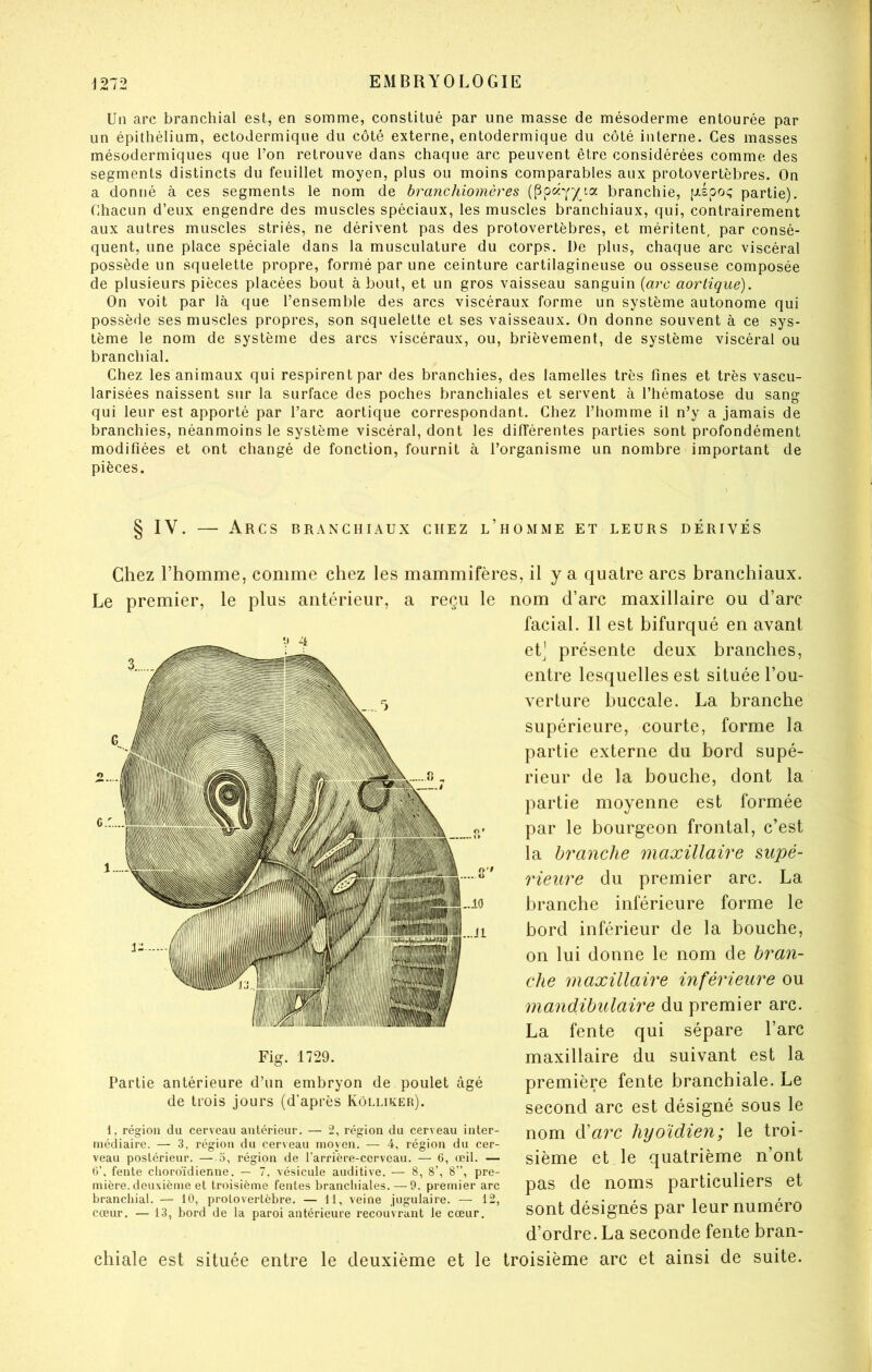 Un arc branchial est, en somme, constitué par une masse de mésoderme entourée par un épithélium, ectodermique du côté externe, entodermique du côté interne. Ces masses mésodermiques que l’on retrouve dans chaque arc peuvent être considérées comme des segments distincts du feuillet moyen, plus ou moins comparables aux protovertèbres. On a donné à ces segments le nom de branchiomères branchie, ptÉpoc; partie). Chacun d’eux engendre des muscles spéciaux, les muscles branchiaux, qui, contrairement aux autres muscles striés, ne dérivent pas des protovertèbres, et méritent, par consé- quent, une place spéciale dans la musculature du corps. De plus, chaque arc viscéral possède un squelette propre, formé par une ceinture cartilagineuse ou osseuse composée de plusieurs pièces placées bout à bout, et un gros vaisseau sanguin {arc aortique). On voit par là que l’ensemble des arcs viscéraux forme un système autonome qui possède ses muscles propres, son squelette et ses vaisseaux. On donne souvent à ce sys- tème le nom de système des arcs viscéraux, ou, brièvement, de système viscéral ou branchial. Chez les animaux qui respirent par des branchies, des lamelles très fines et très vascu- larisées naissent sur la surface des poches branchiales et servent à l’hématose du sang qui leur est apporté par l’arc aortique correspondant. Chez l’homme il n’y a jamais de branchies, néanmoins le système viscéral, dont les différentes parties sont profondément modifiées et ont changé de fonction, fournit à l’organisme un nombre important de pièces. § IV. — Arcs branchiaux chez l’homme et leurs dérivés Chez l’homme, comme chez les mammifères, il y a quatre arcs branchiaux. Le premier, le plus antérieur, a reçu le nom d’arc maxillaire ou d’arc facial. Il est bifurqué en avant eC présente deux branches, entre lesquelles est située l’ou- verture buccale. La branche supérieure, courte, forme la partie externe du bord supé- rieur de la bouche, dont la partie moyenne est formée par le bourgeon frontal, c’est la branche maxillaire supé- ••••“' rieure du premier arc. La |-io branche inférieure forme le I..J1 bord inférieur de la bouche. Fig. 1729. Partie antérieure d’un embryon de poulet âgé de trois jours (d’après Kôlliker). on lui donne le nom de bran- che maxillaire inférieure ou mandibulaire du premier arc. La fente qui sépare l’arc maxillaire du suivant est la première fente branchiale. Le 1, région du cerveau antérieur. — 2, région du cerveau inter- médiaire. — 3, région du cerveau moyen. — 4, région du cer- veau postérieur. — o, région de l’arrière-cerveau. — 6, œil. — 1^’ f*0P^^ /> L rv I/iT*. IV û *T t’Aci/viilrk o n ri 14-i t'/v _ ô C’ ô” r\T»rv_ mière brancliial. — lu, prolovertèbre. — 11, veine .lugulaire. — VI, cœur. — 13, bord de la paroi antérieure recouvrant le cœur. second arc est désigné sous le *»ter- nom d’arc hyoïdien; le troi- U cer- . , îih — sième et le quatrième n ont sont désignés par leur numéro d’ordre. La seconde fente bran- chiale est située entre le deuxième et le troisième arc et ainsi de suite.