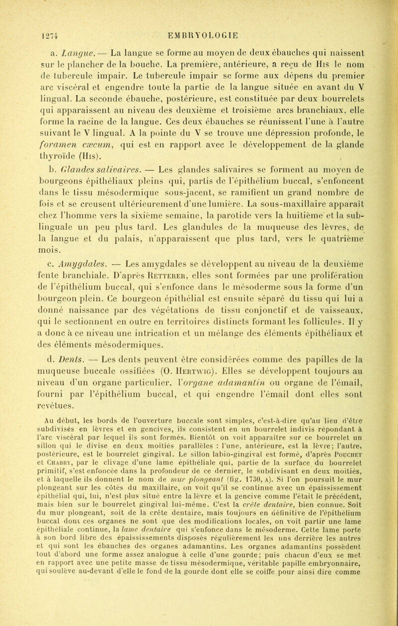 a. Langue. — La langue se forme au moyen de deux ébauches qui naissent sur le plancher de la bouche. La première, antérieure, a reçu de His le nom de tubercule impair. Le tubercule impair se forme aux dépens du premier arc viscéral et engendre toute la partie de la langue située en avant du V lingual. La seconde ébauche, postérieure, est constituée par deux bourrelets qui apparaissent au niveau des deuxième et troisième arcs branchiaux, elle forme la racine de la langue. Ces deux ébauches se réunissent l’une à l’autre suivant le V lingual. A la pointe du V se trouve une dépression profonde, le foramen cæcum^ qui est en rapport avec le développement de la glande thyroïde (His). b. Glandes salivaires. — Les glandes salivaires se forment au moyen de bourgeons épithéliaux pleins qui, partis de l’épithélium buccal, s’enfoncent dans le tissu mésodermique sous-jacent, se ramifient un grand nombre de fois et se creusent ultérieurement d’une lumière. La sous-maxillaire apparaît chez l’homme vers la sixième semaine, la parotide vers la huitième et la sub- linguale un peu plus tard. Les glandules de la muqueuse des lèvres, de la langue et du palais, n’apparaissent que plus tard, vers le quatrième mois. c. Amygdales. — Les amygdales se développent au niveau de la deuxième fente branchiale. D’après Retterer, elles sont formées par une prolifération de l’épithélium buccal, qui s’enfonce dans le mésoderme sous la forme d’un bourgeon plein. Ce bourgeon épithélial est ensuite séparé du tissu qui lui a donné naissance par des végétations de tissu conjonctif et de vaisseaux, qui le sectionnent en outre en territoires distincts formant les follicules. Il y a donc à ce niveau une intrication et un mélange des éléments épithéliaux et des éléments mésodermiques. d. Dents. — Les dents peuvent être considérées comme des papilles de la muqueuse buccale ossifiées (O. IIertwig). Elles se développent toujours au niveau d’un organe particulier, Vorgane adamantin ou organe de l’émail, fourni par l’épithélium buccal, et qui engendre l’émail dont elles sont revêtues. Au début, les bords de l’ouverture buccale sont simples, c’est-à-dire qu’au lieu d’être subdivisés en lèvres et en gencives, ils consistent en un bourrelet indivis répondant à l’arc viscéral par lequel ils sont formés. Bientôt on voit apparaître sur ce bourrelet un sillon qui le divise en deux moitiés parallèles : l’une, antérieure, est la lèvre; l’autre, postérieure, est le bourrelet gingival. Le sillon labio-gingival est formé, d’après Poüchet et Chabry, par le clivage d’une lame épithéliale qui, partie de la surface du bourrelet primitif, s’est enfoncée dans la profondeur de ce dernier, le subdivisant en deux moitiés, et à laquelle ils donnent le nom de mur plongeant (fig. 1730, a). Si l'on poursuit le mur plongeant sur les côtés du maxillaire, on voit qu’il se continue avec un épaississement épithélial qui, lui, n’est plus situé entre la lèvre et la gencive comme l’était le précédent, mais bien sur le bourrelet gingival lui-même. C’est la crête dentaire, bien connue. Soit du mur plongeant, soit de la crête dentaire, mais toujours en définitive de l’épithélium buccal dont, ces organes ne sont que des modifications locales, on voit partir une lame épithéliale continue, \<ilame dentaire qui s’enfonce dans le mésoderme. Cette lame porte à son bord libre des épaississements disposés régulièrement les uns derrière les autres et qui sont les ébauches des organes adamantins. Les organes adamantins possèdent tout d’abord une forme assez analogue à celle d’une gourde; puis chacun d’eux se met en rapport avec une petite masse de tissu mésodermique, véritable papille embryonnaire, qui soulève au-devant d’elle le fond de la gourde dont elle se coifîe pour ainsi dire comme