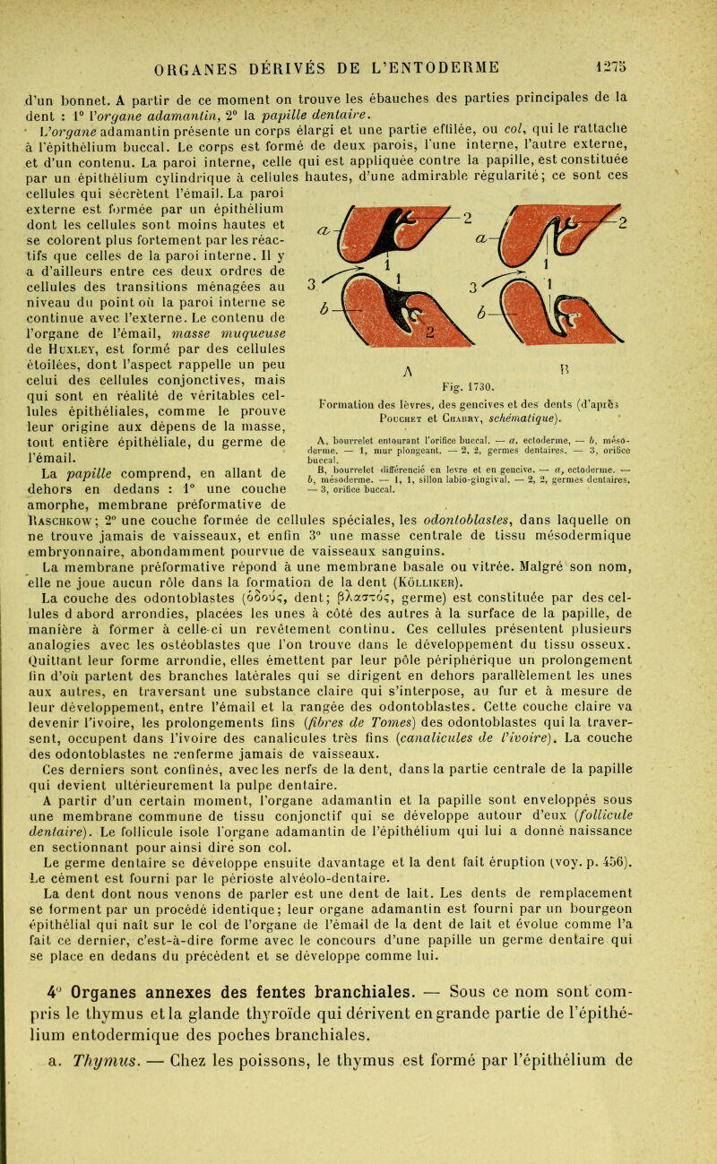 d’un bonnet. A partir de ce moment on trouve les ébauches des parties principales de la dent : 1® Vorgane adamantin, 2® la papille dentaire. ■ L’orp'ane adamantin présente un corps élargi et une partie effilée, ou col, qui le rattache à l’épithélium buccal. Le corps est formé de deux parois, l'une interne, l’autre externe, et d’un contenu. La paroi interne, celle qui est appliquée contre la papille, est constituée par un épithélium cylindrique à cellules hautes, d’une admirable régularité; ce sont ces cellules qui sécrètent l’émail. La paroi externe est fi)rmée par un épithélium dont les cellules sont moins hautes et se colorent plus fortement par les réac- tifs que celles de la paroi interne. Il y a d’ailleurs entre ces deux ordres de cellules des transitions ménagées au niveau du point où la paroi interne se continue avec l’externe. Le contenu de l’organe de l’émail, masse muqueuse de Huxley, est formé par des cellules étoilées, dont l’aspect rappelle un peu celui des cellules conjonctives, mais qui sont en réalité de véritables cel- lules épithéliales, comme le prouve leur origine aux dépens de la masse, tout entière épithéliale, du germe de l’émail. La papille comprend, en allant de dehors en dedans : 1° une couche amorphe, membrane préformative de Raschkow; 2° une couche formée de cellules spéciales, les odontoblastes, dans laquelle on ne trouve jamais de vaisseaux, et enfin 3“ une masse centrale de tissu mésodermique embryonnaire, abondamment pourvue de vaisseaux sanguins. La membrane préformative répond à une membrane basale ou vitrée. Malgré son nom, elle ne joue aucun rôle dans la formation de la dent (Kôlliker). La couche des odontoblastes (oôouç, dent; pXaaTÔç, germe) est constituée par des cel- lules d abord arrondies, placées les unes à côté des autres à la surface de la papille, de manière à former à celle-ci un revêtement continu. Ces cellules présentent plusieurs analogies avec les ostéoblastes que l’on trouve dans le développement du tissu osseux. Quittant leur forme arrondie, elles émettent par leur pôle périphérique un prolongement tin d’où partent des branches latérales qui se dirigent en dehors parallèlement les unes aux autres, en traversant une substance claire qui s’interpose, au fur et à mesure de leur développement, entre l’émail et la rangée des odontoblastes. Cette couche claire va devenir Tivoire, les prolongements fins {fibres de Tomes) des odontoblastes qui la traver- sent, occupent dans l’ivoire des canalicules très fins {canalicules de üiuoire). La couche des odontoblastes ne renferme jamais de vaisseaux. Ces derniers sont confinés, avec les nerfs de la dent, dans la partie centrale de la papille qui devient ultérieurement la pulpe dentaire. A partir d’un certain moment, l’organe adamantin et la papille sont enveloppés sous une membrane commune de tissu conjonctif qui se développe autour d’eux {follicule dentaire). Le follicule isole l’organe adamantin de l’épithélium qui lui a donné naissance en sectionnant pour ainsi dire son col. Le germe dentaire se développe ensuite davantage et la dent fait éruption fvoy. p. 456). Le cément est fourni par le périoste alvéolo-dentaire. La dent dont nous venons de parler est une dent de lait. Les dents de remplacement se forment par un procédé identique; leur organe adamantin est fourni par un bourgeon épithélial qui naît sur le col de l’organe de l’émail de la dent de lait et évolue comme l’a fait ce dernier, c’est-à-dire forme avec le concours d’une papille un germe dentaire qui se place en dedans du précédent et se développe comme lui. Organes annexes des fentes branchiales. — Sous ce nom sont com- pris le thymus et la glande thyroïde qui dérivent en grande partie de l’épithé- lium entodermique des poches branchiales. a. Thymus. — Chez les poissons, le thymus est formé par l’épithélium de A R Fig. 1730. Formation des lèvres, des gencives et des dents (d’après PoucHET et Ghabhy, schématique). A, bourrelet entourant l’orifice buccal. — a, ectoderme, — b, méso- derme. — 1, mur plongeant. — 2, 2, germes dentaires. — 3, orifice buccal. B, bourrelet différencié en levre et en gencive. — a, ectoderme. — b, mésoderme. — 1, 1, sillon labio-gingival. — 2, 2, germes dentaires. — 3, orfifice buccal.