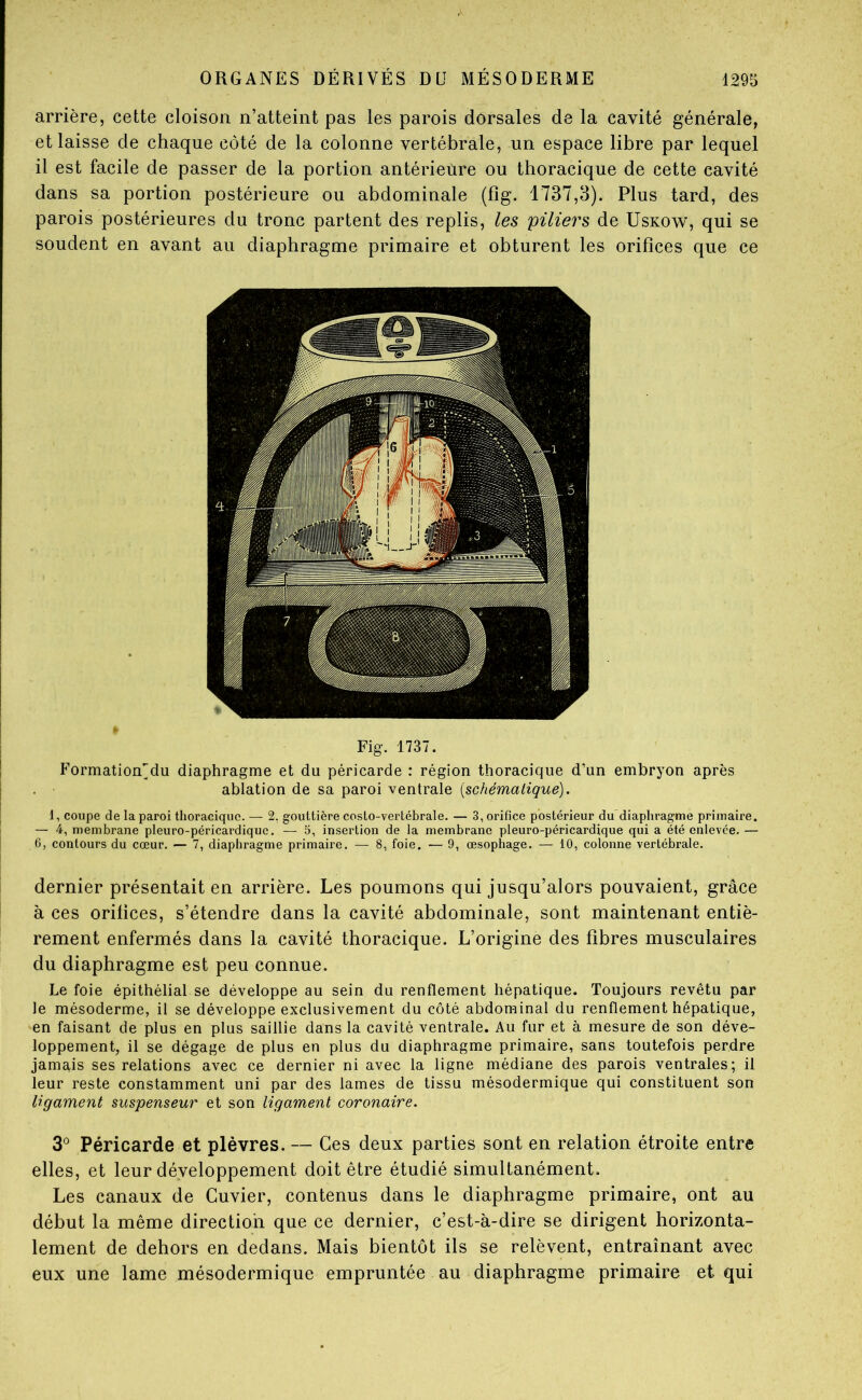 arrière, cette cloison n’atteint pas les parois dorsales de la cavité générale, et laisse de chaque côté de la colonne vertébrale, un espace libre par lequel il est facile de passer de la portion antérieure ou thoracique de cette cavité dans sa portion postérieure ou abdominale (fig. 1737,3). Plus tard, des parois postérieures du tronc partent des replis, les piliers de Uskow, qui se soudent en avant au diaphragme primaire et obturent les orifices que ce Fig. 1737. Formation'du diaphragme et du péricarde : région thoracique d’un embryon après ablation de sa paroi ventrale [schémaliqué]. 1, coupe de la paroi thoracique. — 2. gouttière costo-vertébrale. — 3, orifice postérieur du diaphragme primaire. — 4, membrane pleuro-péricardiquc, — 5, insertion de la membrane pleuro-péricardique qui a été enlevée. — 6, contours du cœur. — 7, diaphragme primaire. — 8, foie. — 9, œsophage. — 10, colonne vertébrale. dernier présentait en arrière. Les poumons qui jusqu’alors pouvaient, grâce à ces orifices, s’étendre dans la cavité abdominale, sont maintenant entiè- rement enfermés dans la cavité thoracique. L’origine des fibres musculaires du diaphragme est peu connue. Le foie épithélial se développe au sein du renflement hépatique. Toujours revêtu par le mésoderme, il se développe exclusivement du côté abdominal du renflement hépatique, en faisant de plus en plus saillie dans la cavité ventrale. Au fur et à mesure de son déve- loppement, il se dégage de plus en plus du diaphragme primaire, sans toutefois perdre jamais ses relations avec ce dernier ni avec la ligne médiane des parois ventrales; il leur reste constamment uni par des lames de tissu mésodermique qui constituent son ligament suspenseur et son ligament coronaire. 3® Péricarde et plèvres. — Ces deux parties sont en relation étroite entre elles, et leur développement doit être étudié simultanément. Les canaux de Cuvier, contenus dans le diaphragme primaire, ont au début la même direction que ce dernier, c’est-à-dire se dirigent horizonta- lement de dehors en dedans. Mais bientôt ils se relèvent, entraînant avec eux une lame mésodermique empruntée au diaphragme primaire et qui