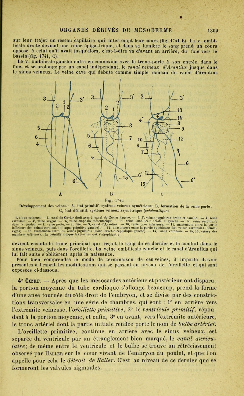 sur leur trajet un réseau capillaire qui interrompt leur cours (fig. 1741 B). La v. ombi- licale droite devient une veine épigastrique, et dans sa lumière le sang prend un cours opposé à celui qu’il avait jusqu’alors, c’est-à-dire va d’avant en arrière, du foie vers le bassin (fig. 1741, G). Le V. ombilicale gauche entre en connexion avec le tronc-porte à son entrée dans le foie, et se prolonge par un canal indépendant, le canal veineux d'Arantius jusque dans le sinus veineux. Le veine cave qui débute comme simple rameau du canal d’Arantius Fig. 1741. Développement des veines : A, état primitif, système veineux symétrique; B, formation de la veine porte; G, état définitif, système veineux asymétrique {schématique). 1, sinus veineux. — 2, canal de Cuvier droit avec 2’ canal de Cuvier gauche. — -3, 3’, veines jugulaires droite et gauclie. — 4, veine cardinale. — 4’, veine azygos. — 5, veine omphalo-mésentérique. — 6, veine ombilicale droite et gauche. — 6’, veine ombilicale dans le cordon. — 7, veine porte. — 8, foie. — 9, canal d’Arantius. — 10, veine cave inférieure. — 11. anastomose entre la partie inférieure des veines cardinales (iliaque primitive gauche). — 12. ana.«tomose entre la partie supérieure des veines cardinales (hémia- zygos). — 13, anastomose entre les veines jugulaires (tronc brachio-céphalique gauche). — 14, sinus coronaire. — 15, Ib, veines des membres inférieurs. (Le pointillé indique les parties qui s’atrophient.) devient ensuite le tronc principal qui reçoit le sang de ce dernier et le conduit dans le sinus veineux, puis dans l’oreillette, La veine ombilicale gauche et le canal d’Arantius qui lui fait suite s’oblitèrent après la naissance. Pour bien comprendre le mode de terminaison de ces veines, il importe d’avoir présentes à l’esprit les modifications qui se passent au niveau de l’oreillette et qui sont exposées ci-dessous. 4° Cœur. —Après que les mésocardes antérieur et postérieur ont disparu, la portion moyenne du tube cardiaque s’allonge beaucoup, prend la forme d’une anse tournée du côté droit de l’embryon, et se divise par des constric- tions transversales en une série de chambres, qui sont : 1*^ en arrière vers l’extrémité veineuse, V oreillette primitive ; 2^ le ventricule primitif, répon- dant à la portion moyenne, et enfin, 3° en avant, vers l’extrémité antérieure, le tronc artériel dont la partie initiale renflée porte le nom de bulbe artériel. L’oreillette primitive, continue en arrière avec le sinus veineux, est séparée du ventricule par un étranglement bien marqué, le canal auricu- laire; de même entre le ventricule et le bulbe se trouve un rétrécissement observé par Haller sur le cœur vivant de l’embryon du poulet, et que l’on appelle pour cela le détroit de Haller. C’est au niveau de ce dernier que se formeront les valvules sigmoïdes. A B G