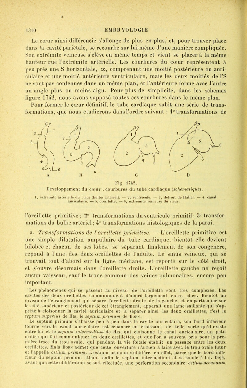 Le cœur ainsi différencié s’allonge de plus en plus, et, pour trouver place dans )a cavité pariétale, se recourbe sur lui-même d’une manière compliquée. Son extrémité veineuse s’élève en même temps et vient se placer à la même hauteur que l’extrémité artérielle. Les courbures du cœur représentent à peu près une S horizontale, w, comprenant une moitié postérieure ou auri- culaire et une moitié antérieure ventriculaire, mais les deux moitiés de l’S ne sont pas contenues dans un même plan, et l’antérieure forme avec l’autre un angle plus ou moins aigu. Pour plus de simplicité, dans les schémas figure 1744, nous avons supposé toutes ces courbures dans le même plan. Pour former le cœur définitif, le tube cardiaque subit une série de trans- formations, que nous étudierons dans l’ordre suivant : 1*^ transformations de Fig. 1742. Développement du cœur ; courbures du tube cardiaque {schématique). 1, cxlrémitc artérielle du cœur (bulbe artériel). — 2. ventricule. — 3, détroit de Haller. — 4, canal auriculaire. — 5, oreillette. — 0, extrémité veineuse du cœur. l’oreillette primitive; 4*^ transformations du ventricule primitif; 3^^ transfor- mations du bulbe artériel; 4*^ transfo/^mations histologiques de la paroi. a. Transformations, de Voreillette primitive. — L’oreillette primitive est une simple dilatation ampullaire du tube cardiaque, bientôt elle devient bilobée et chacun de ses lobes, se séparant finalement de son congénère, répond à l’une des deux oreillettes de l’adulte. Le sinus veineux, qui se trouvait tout d’abord sur la ligne médiane, est reporté sur le côté droit, et s’ouvre désormais dans l’oreillette droite. L’oreillette gauche ne reçoit aucun vaisseau, sauf le tronc commun des veines pulmonaires, encore peu important. Les phénomènes qui se passent au niveau de l’oreillette sont très complexes. Les cavités des deux oreillettes communiquent d’abord largement entre elles. Bientôt au niveau de l’étranglement qui sépare l’oreillette droite de la gauche, et en particulier sur le côté supérieur et postérieur de cet étranglement, apparaît une lame saillante qui s’ap- prête à cloisonner la cavité auriculaire et à séparer ainsi les deux oreillettes, c’est le septum superius de llis, le septum prlmum de Born. Le septum primum s’abaisse peu à peu dans la cavité auriculaire, son bord inférieur tourné vers le canal auriculaire est échancré en croissant, de telle sorte qu’il existe entre lui et le septum intermedium de His, qui cloisonne le canal auriculaire, un petit orifice qui fait communiquer les deux oreillettes, et que l’on a souvent pris pour la pre- mière trace du trou ovale, qui pendant la vie fœtale établit un passage entre les deux oreillettes. Mais Born admet que cette ouverture n’a rien à faire avec le trou ovale futur et l’appelle ostium primum. L’ostium primum s’oblitère, en effet, parce que le bord infé- rieur du septum primum atteint enfin le septum intermedium et se soude à lui. Déjà, avant que cette oblitération se soit effectuée, une perforation secondaire, ostium secundum