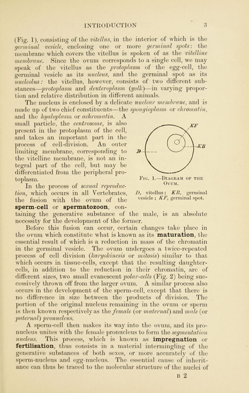 D, vitellus; KB, germinal vesicle ; KF, germinal spot. (Fig. 1), consisting of the vitellus, in the interior of which is the germinal vesicle, enclosing one or more germinal spots: the membrane which covers the vitellus is spoken of as the vitelline membrane. Since the ovum corresponds to a single cell, we inay speak of the vitellus as the protoplasm of the egg-cell, the germinal vesicle as its nucleus, and the germinal spot as its nucleolus: the vitellus, however, consists of two different sub- stances—protoplasm and deuteroplasm (yolh)—in varying propor- tion and relative distribution in different animals. The nucleus is enclosed by a delicate nuclear membrane, and is made up of two chief constituents—the spongioplasm or chromatin, and the hyaloplasm or achromatin. A small particle, the centrosome, is also present in the protoplasm of the cell, and takes an important part in the process of cell-clivision. An outer limiting membrane, corresponding to the vitelline membrane, is not an in- tegral part of the cell, but may be differentiated frorn the peripheral pro- toplasm. In the process of sexual reproeluc- tion, which occurs in all Vertebrates, the fusion with the ovum of the sperm-cell or Spermatozoon, con- taining the generative substance of the male, is an absolute necessity for the development of the former. Before this fusion can occur, certain changes take place in the ovum which constitute what is known as its maturation, the essential result of which is a reduction in mass of the chromatin in the germinal vesicle. The ovum undergoes a twice-repeated process of cell division (karyokincsis or mitosis) similar to that which occurs in tissue-cells, except that the resulting daughter- cells, in addition to the reduction in their chromatin, are of different sizes, two small evanescent polar-cells (Fig. 2) being suc- cessively thrown off from the larger ovum. A similar process also occurs in the development of the sperm-cell, except that there is no difference in size between the products of division. The portion of the original nucleus remaining in the ovum or sperm is then known respectively as the female (or mctternal) and male (or paternal) pronucleus. A sperm-cell then makes its way into the ovum, and its pro- nucleus unites with the female pronucleus to form the Segmentation nucleus. This process, which is known as impregnation or fertilisation, thus consists in a material intermingling of the generative substances of both sexes, or more accurately of the sperm-nucleus and egg-nucleus. The essential cause of inherit- ance can thus be traced to the molecular structure of the nuclei of B 2