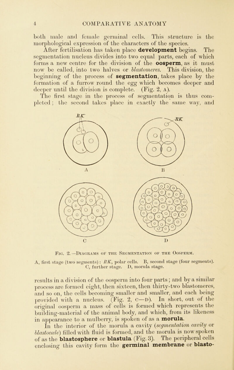 both male and female germinal cells. This structure is tbe morphological expression of the characters of the species. After fertilisation has taken place development begins. The Segmentation nucleus divides into two equal parts, each of which forms a new centre for the division of the oosperm, as it must now be called, into two halves or blcistomeres. This division, the beginning of the process of Segmentation, takes place by the formation of a furrow round the egg which becomes deeper and deeper until the division is complete. (Fig. 2, a). The first stage in the process of Segmentation is thus com- pleted ; the second takes place JUC in exactly the saine way, and Fm. 2. —Diagrams of tue Segmentation of tue Oosperm. A, first stage (two segments): BK, polar cells. B, second stage (four segments). C, further stage. 1), morula stage. results in a division of the oosperm into four parts; and by a similar process are formed eight, then sixteen, then thirty-two blastomeres, and so on, the cells becoming smaller and smaller, and each being provided with a nucleus. (Fig. 2, c—d). In short, out of the original oosperm a mass of cells is formed which represents the building-material of the animal body, and which, from its likeness in appearance to a mulberry, is spoken of as a morula. In the interior of the morula a cavity (.Segmentation cavity or blastoccele) filled with fluid is formed, and the morula is now spoken of as the blastosphere or blastula (Fig. 3). The peripheral cells enclosing this cavity form the germinal membrane or blasto-