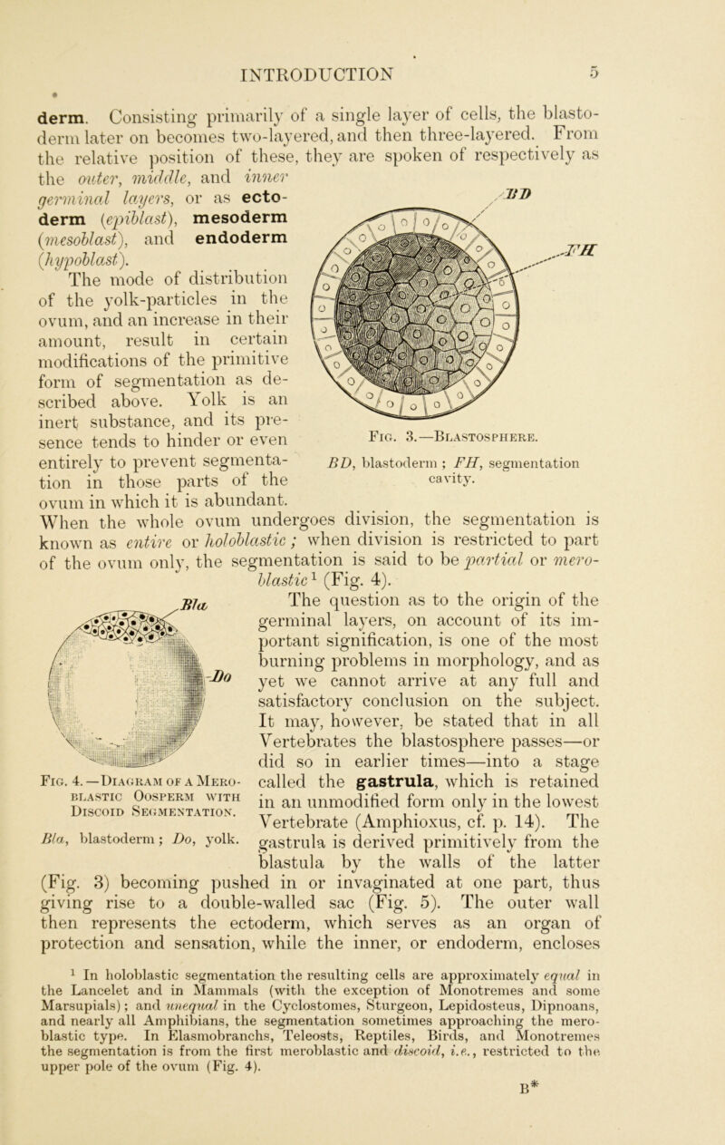 Fig. 3.—Blastosphere. BD, blastoderm ; FH, Segmentation ca vity. derm. Consisting primarily of a single layer of cells, the blasto- derm later on becomes two-layered, and then three-layered. From the relative position of these, they are spoken of respectively as the outer, middle, and inner germinal layers, or as ecto- slTD derm (epiblast), mesoderm (mesoblast), and endoderm (,hypoblast). The mode of distribution of the yolk-particles in the ovum, and an increase in their amount, result in certain modifications of the primitive form of Segmentation as de- scribed above. Yolk is an inert substance, and its pre- sence tends to hinder or even entirely to prevent Segmenta- tion in those parts of the ovum in which it is abundant. When the whole ovum undergoes division, the Segmentation is known as entire or holoblastic; when division is restricted to part of the ovum only, the Segmentation is said to be partial or mero- blastic1 (Fig. 4). The question as to the origin of the germinal layers, on account of its im- portant signification, is one of the most burning problems in morphology, and as yet we cannot arrive at any full and satisfactory conclusion on the subject. It may, however, be stated that in all Vertebrates the blastosphere passes—or did so in earlier times—into a stage called the gastrula, which is retained in an unmodified form only in the lowest Vertebrate (Amphioxus, cf. p. 14). The gastrula is derived primitively from the blastula by the walls of the latter (Fig. 3) becoming pushed in or invaginated at one part, thus giving rise to a double-walled sac (Fig. 5). The outer wall then represents the ectoderm, which serves as an organ of protection and Sensation, while the inner, or endoderm, encloses 1 In holoblastic Segmentation the resulting cells are approximately equal in the Lancelet and in Mammals (witli the exception of Monotremes and some Marsupials); and unequal in the Cyclostomes, Sturgeon, Lepidosteus, Dipnoans, and nearly all Amphibians, the Segmentation sometimes approaching the mero- blastic type. In Elasmobranchs, Teleosts, Reptiles, Birds, and Monotremes the Segmentation is from the first meroblastic and discoid, i.e., restricted to the upper pole of the ovum (Fig. 4). B* Fig. 4. — Diagram oe a Mero- blastic Oosperm with Discoid Segmentation. Bla, blastoderm; Do, yolk.