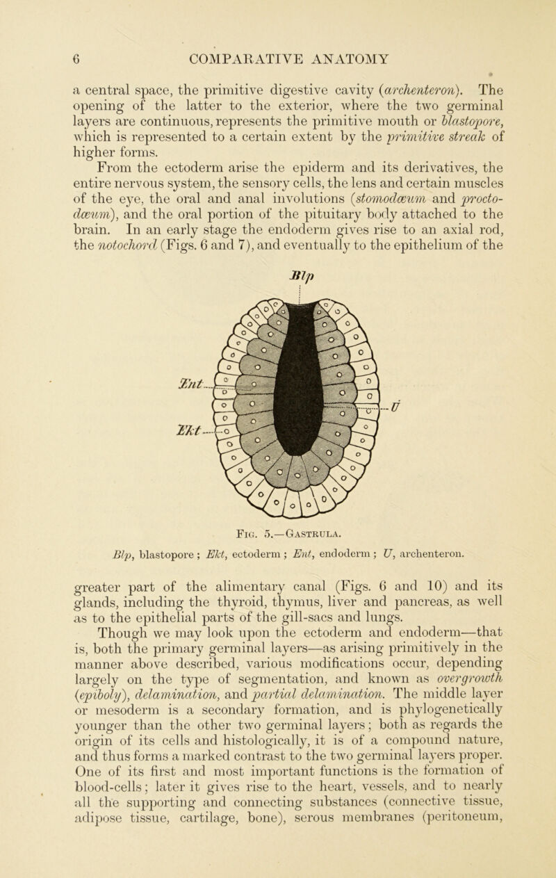 a central space, the primitive digestive cavity (archenteron). The opening of the latter to the exterior, where the two germinal layers are continuous, represents the primitive mouth or blastopore, which is represented to a certain extent by the primitive streah of higher forms. From the ectoderm arise the epiderm and its derivatives, the entire nervous System, the sensory cells, the lens and certain muscles of the eye, the oral and anal involutions (stomoclceum and procto- dceum), and the oral portion of the pituitary body attached to the brain. In an early stage the endoderm gives rise to an axial rod, the notochord (Figs. 6 and 7), and eventually to the epithelium of the JtJp Fig. 5.—Gastrula. Blp, blastopore ; Ekt, ectoderm ; Ent, endoderm ; U, archenteron. greater part of the alimentary canal (Figs. 6 and 10) and its glands, including the thyroid, thymus, liver and pancreas, as Avell as to the epithelial parts of the gill-sacs and lungs. Though vve may look upon the ectoderm and endoderm—that is, both the primary germinal layers—as arising primitively in the manner above described, various modifications occur, depending largely on the type of Segmentation, and known as overgrowth (iepiboly), delamincition, and partial delamination. The middle layer or mesoderm is a secondary formation, and is phylogenetically younger than the other two germinal layers; both as regards the origin of its cells and histologically, it is of a compound nature, and thus forms a marked contrast to the two germinal layers proper. (One of its first and most important functions is the formation of blood-cells; later it gives rise to the heart, vessels, and to nearly all the supporting and connecting substances (connective tissue, adipöse tissue, cartilage, bone), serous membranes (peritoneum,