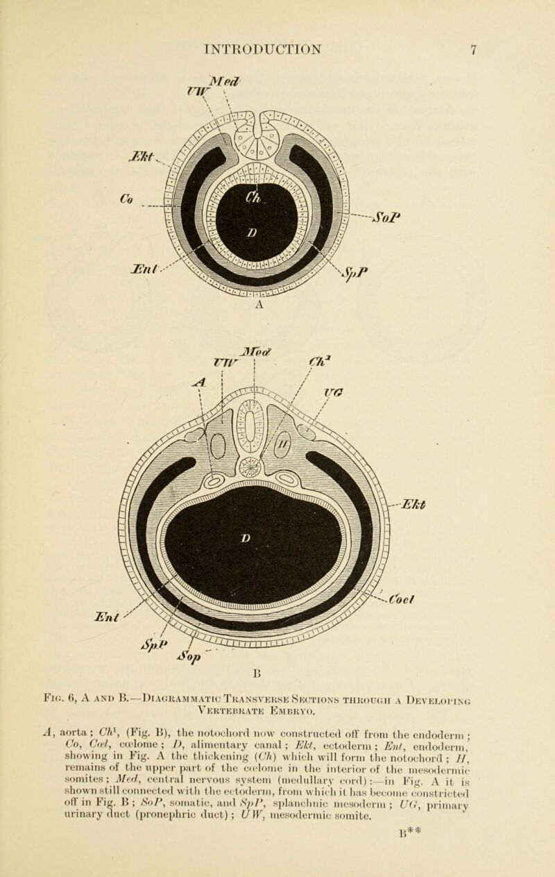 Mrrl nr \ Fig. 6, A AND B.—Diagrammatic Transverse Sections through a Develoi-ing Vertebrate Embryo. A, aorta; Ch1, (Fig. B), the notochord now constructecl off from the endoderm ; Co, C<zl, eoelome ; 1), alimentary canal; Ekt, ectoderm ; Ent, endoderm,’ showing in Fig. A the thickening (Ch) which will form the notoehord ; H, remains of the upper part of the ctelome in the interior of the mesodermic somites ; Med, central nervous System (medullary cord):—in Fig. A it is shown still connected with the ectoderm, from which il has become constricted off in Fig. B ; SoE, somatic, and 8pP, splanchnic mesoderm ; UO, primary urinary duct (pronephric duct); U W. mesodermic somite. y**