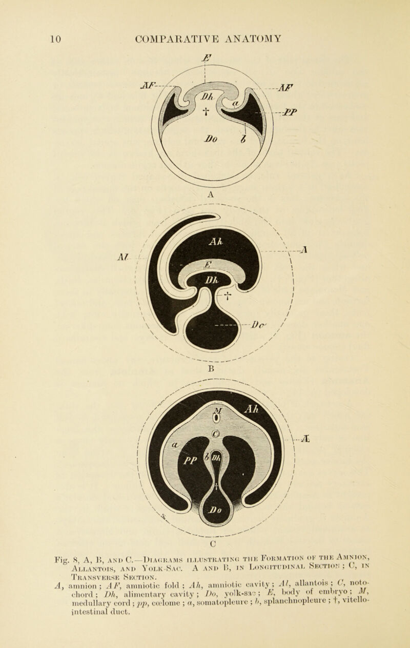 A Fig. 8, A, B, and C. —Diagkams illustratjng tue Formation of tue Amnion, Allantois, and Yolk-Sac. A and 1>, in Longitudinal Section ; 0, in Transverse Section. A, amnion ; AF, amniotic fold ; Ah, amniotic cavity ; Al, allantois ; C, n° to- chord; Dli, alimentary cavity; I)o, yolk-sas ; F, body of cm»i>o; d , medullary cord ; 'p'p, coelome ; a, somatopleure ; h, splanchnopleui e ; 1, \ itcl o- intestinal duct.