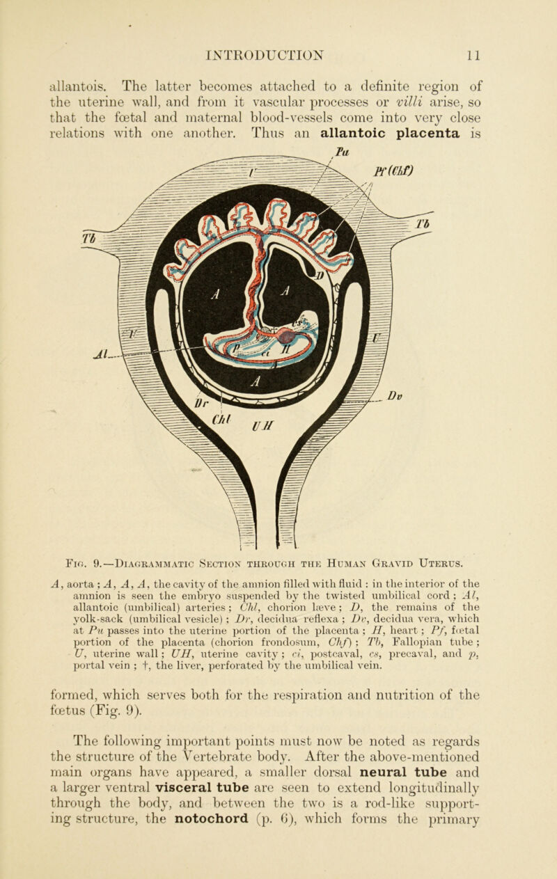 allantois. The latter becomes attached to a definite region of the uterine wall, and from it vascular processes or villi arise, so that the foetal and maternal blood-vessels come into very close relations with one another. Thus an allantoic placenta is Fig. 9.—Diagrammatic Section through the Human Gravid Uterus. A, aorta ; A, A, A, thecavity of the amnion filled with fluid : in theinterior of the amnion is seen the embryo suspended by the twisted umbilical cord ; Al, allantoic (umbilical) arteries ; Chi, chorion heve; D, the remains of the yolk-sack (umbilical vesicle) ; Dr, decidua reflexa ; Dv, decidua vera, which at Pu passes into the uterine portion of the placenta; H, heart; Pf, foetal portion of the placenta (chorion frondosum, Chf) : Tb, Fallopi an tube; U, uterine wall; UH, uterine cavity ; ci, postcaval, cs, precaval, and p, portal vein ; f, the liver, perforated by the umbilical vein. formed, which serves both for the respiration and nutrition of the fcetus (Fig. 9). The following important points must now be noted as regards the structure of the Vertebrate body. After the above-mentioned main organs have appeared, a smaller dorsal neural tube and a larger ventral visceral tube are seen to extend longitudinally through the body, and between the two is a rod-like support- ing structure, the notochord (p. 6), which forms the primary