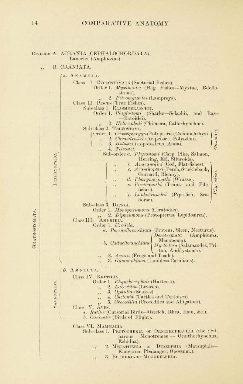 Gnathostomata. Division A. ACRANIA (CEPIIALOCHORDATA). Lancelet (Amphioxus). ^ * \ B. CRANIATA. / a. AnäMNI A. \ Class I. Cyclostomata (Suctorial Fishes). Order 1. Myxinoidei (Hag Fishes—Myxine, Bdello- stoma). ,, 2. Petromyzontes (Lampreys). Class II. Pisces (True Fishes). Sub-class 1. Flasmobranchti. Order 1. Plagiostomi (Sharks—Selachii, and Rays —Batoidei). ,, 2. Holocephali (Chimaira, Callorhynclms). Sub-class 2. Teleostomi. (Order 1. Cro.s.so^ery//*7(Polypterus,Calamichthys). 1 ,, 2. Chrondrostei (Acipenser, Polyodon). - ( ,, 3. Holostei (Lepidosteus, Amia). J ,, 4. Teleostei. Sub-order a. Physostomi (Carp, Pike, Salmon, Herring, Fel, Siluroids). ,, b. Anacanthini (Cod, Flat-fishes). ' ,, c. Acanthojderi (Vevch, Stickleback, Gurnard, Blenny). ,, d. Pharyngognathi (Wrasse). ,, e. Plectognathi (Trunk- and File- fishes). ,, f. Lophobranchii (Pipe-fish, Sea- horse). Sub-class 3. Dipnoi. Order 1. Monopneumona (Ceratodus). ,, 2. Dipneumona (Protopterus, Lepidosiren). Class III. Amphibia. Order 1. Urodela. a. Perennibranchiata (Proteus, Siren, Necturus). (Derotremata (Amphiuma, b. Ca ducibranchiata Menopoma). Myctodera (Salamandra, Tri- ton, Amblystoma). 2. Anura (Frogs and Toads). 3. Gymnophiona (Limbless Ctecilians). Q i—i cn Ph O < Ul A M N I O T A. Class IY. Reptilia. Order 1. Phynchocephah (Hatteria). ,, 2. Lacertilia (Lizards). ,, 3. Ophidia (Snakes). ,, 4. Chelonia (Turtles and Tortoises). ,, 5. Crocodilia (Crocodiles and Alligators). Class V. Aves. a. Ratitcß (Cursorial Birds—Ostrich, Rliea, Emu, &c.). b. Carinatce (Birds of Flight). Class VI. Mammalia. Sub-class 1. Prototheria or Ornithodelphia (the Ovi- parous Monotremes — Ornithorhynchus, Echidna). ,, 2. Metatheria or Didelphia (Marsupials— Kangaroo, Phalanger, Opossum.). ,, 3. Futheria or Monodelphia. Physodisti. Ganoidei.