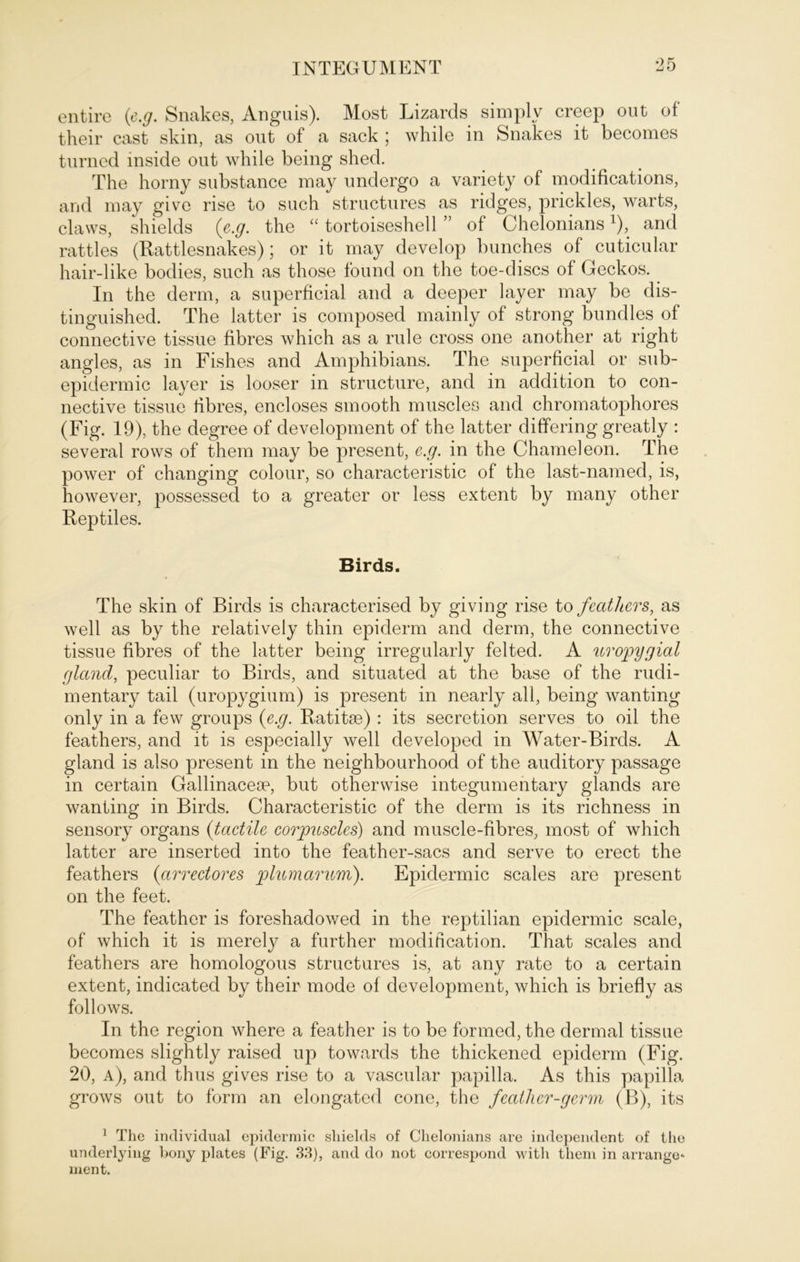 entire {e.g. Snakes, Anguis). Most Lizards simplv creep out of their cast skin, as out of a sack ; while in Snakes it becomes turned mside out while being shed. The horny substance may undergo a variety of modifications, and may give rise to such structures as ridges, prickles, warts, claws, shields {e.g. the “ tortoiseshell ” of Cheloniansx), and rattles (Rattlesnakes); or it may develop bunches of cuticular hair-like bodies, such as those found on the toe-discs of Geckos.. In the derm, a superficial and a deeper layer may be dis- tinguished. The latter is composed mainly of strong bundles of connective tissue fibres which as a rule cross one another at right angles, as in Fishes and Amphibians. The superficial or sub- epidermic layer is looser in structure, and in addition to con- nective tissue libres, encloses smooth muscles and chromatophores (Fig. 19), the degree of development of the latter differing greatly : several rows of them may be present, e.g. in the Chameleon. The power of changing colour, so characteristic of the last-named, is, however, possessed to a greater or less extent by many other Reptiles. Birds. The skin of Birds is characterised by giving rise to fecithers, as well as by the relatively thin epiderm and derm, the connective tissue fibres of the latter being irregularly felted. A uropygial gland, peculiar to Birds, and situated at the base of the rudi- mentary tail (uropygium) is present in nearly all, being wanting only in a few groups {e.g. Ratitse) : its secretion serves to oil the feathers, and it is especially well developed in Water-Birds. A gland is also present in the neighbourhood of the auditory passage in certain Gallinaceoe, but otherwise integumentary glands are wanting in Birds. Characteristic of the derm is its richness in sensory organs {tactile corpuscles) and muscle-fibres, most of which latter are inserted into the feather-sacs and serve to erect the feathers {arrectores plumarum). Epidermic scales are present on the feet. The feather is foreshadowed in the reptilian epidermic scale, of which it is merely a further modihcation. That scales and feathers are homologous structures is, at any rate to a certain extent, indicated by their mode of development, which is briefly as follows. In the region where a feather is to be formed, the dermal tissue becomes slightly raised up towards the thickened epiderm (Fig. 20, a), and thus gives rise to a vascular papilla. As this papilla grows out to form an elongated cone, the feaiher-germ (B), its 1 The individual epidermic shields of Chelonians are independent of the underlying bony plates (Fig. 33), and do not correspond with them in arrange- ment.