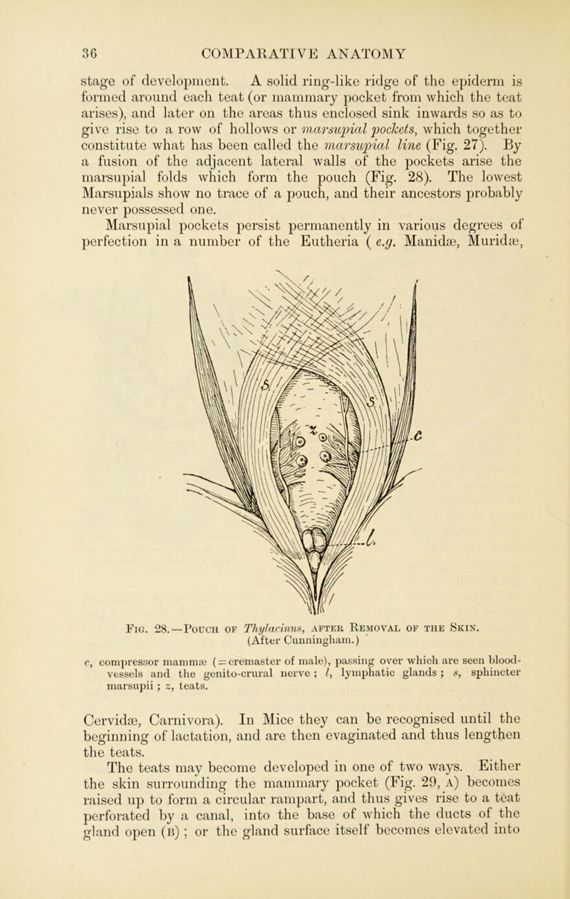 stage of development. A solid ring-like ridge of the epiderm is formed around each teat (or mammary pocket from which the teat arises), and later on the areas thus enclosed sink inwards so as to give rise to a row of hollows or marsupial pockets, which together constitute what has been called the marsupial lins (Fig. 27). By a fusion of the adjacent lateral walls of the pockets arise the marsupial folds which form the pouch (Fig. 28). The lowest Marsupials show no trace of a pouch, and their ancestors probably never possessed one. Marsupial pockets persist permanently in various degrees of perfection in a number of the Eutheria ( e.g. Manidse, Muridse, Fig. 28.—Pouch of Thylacinus, after Removal of the Skin. (After Cunningham.) c, compressor mammse ( — cremaster of male), passing over which are seen blood- vessels and the genito-crural nerve ; l, lymphatic glands ; s, sphincter marsupii ; z, teats. Cervidse, Carnivora). In Mice they can be recognised until the beginning of lactation, and are then evaginated and thus lengthen the teats. The teats may become developed in one of two ways. Either the skin surrounding the mammary pocket (Fig. 29, a) becomes raised up to form a circular rampart, and thus gives rise to a teat perforatecl by a canal, into the base of which the ducts of the gl and open (b) ; or the gland surface itself becomes elevated into