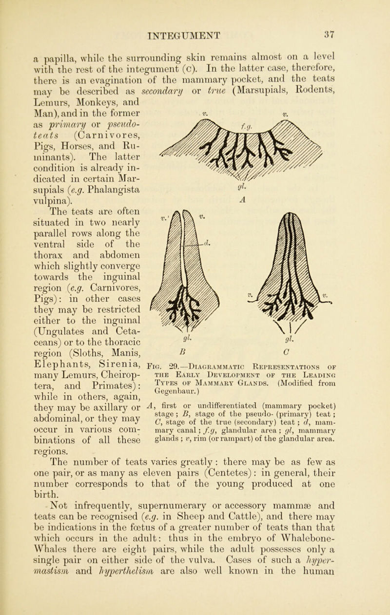 a papilla, vvhile the surrounding skin remains almost on a level with the rest of the integument (c). In the latter ease, therefore, there is an evagination of the mammary pocket, and the teats may be described as secondary or true (Marsupials, Rodents, Lemurs, Monkeys, and Man), and in the former as primary or pseudo- teats (Carnivores, Pigs, Horses, and Ru- minants). The latter condition is already in- dicated in certain Mar- supials (e.g. Phalangista vulpina). The teats are often situated in two n early parallel rows along the ventral side of the thorax and abdomen which slightly converge towards the inguinal region (e.g. Carnivores, Pigs): in other cases they may be restricted either to the inguinal (Ungulates and Ceta- ceans) or to the thoracic region (Sloths, Manis, Elephants, Sirenia, Fig. 29.— Diagrammatic Rep RESEN TATIONS OF many Lemurs, Cheirop- the Early Development of the Leading tera, and Primates): Types of Mammaey Glands. (Modified from , .2 Uegenbaur.) while m others, agam, they may be axillary or A> first or undifFerentiated (mammary pocket) pRHnmirml or thov mav sta^e ’ B’ sta£e of the Pseurl°- (primary) teat; aoaominai, or tney may q, stage of the true (secondary) teat; d, mam- OCCUr in various com- mary eanal; fy, glandular area ; gl, mammary binations of all these glands ; v, rim (orrainpart) of the glandular area. regions. The number of teats varies greatly : there may be as few as one pair, or as many as eleven pairs (Centetes): in general, their number corresponds to that of the young produced at one birth. Not infrequently, supernumerary or accessory mammse and teats can be recognised (e.g. in Sheep and Cattle), and there may be indications in the foetus of a greater number of teats than that which occurs in the adult: thus in the embryo of Whalebone- Whales there are eight pairs, while the adult possesses only a single pair on either side of the vulva. Cases of such a liyper- mastism and hypertlielism are also well known in the human B