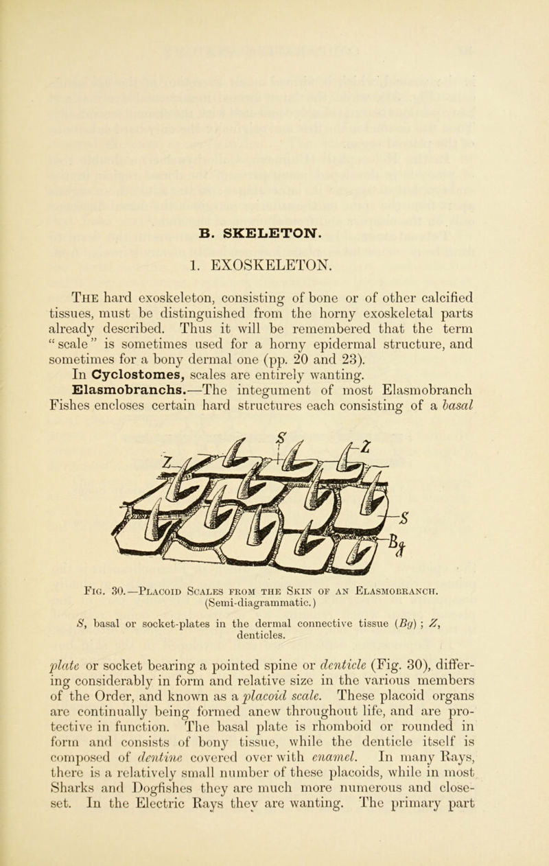 B. SKELETON. 1. EXOSKELETON. The hard exoskeleton, consisting of bone or of other calcified tissues, must be distinguished from the horny exoskeletal parts already described. Thus it will be remembered that the term “ scale ” is sometimes used for a horny epidermal structure, and sometimes for a bony dermal one (pp. 20 and 23). In Cyclostomes, scales are entirely wanting. Elasmobranchs.—The integument of most Elasmobranch Fishes encloses certain hard structures each consisting of a basal Fig. 30.—Placoid Scales from the Skin of an Elasmoeranch. (Semi-diagrammatic.) Sy basal or socket-plates in the dermal connective tissue (Bg) ; Z, denticles. plate or socket bearing a pointed spine or dcnticle (Fig. 30), differ- ing considerably in form and relative size in the various members of the Order, and known as a placoid scale. These placoid organs are continually being formed anew throughout life, and are pro- tective in function. The basal plate is rhomboid or rounded in form and consists of bony tissue, while the denticle itself is composed of dentinc covered over with enamel. In many Rays, there is a relatively small number of these placoids, while in most Sharks and Dogfishes they are much more numerous and close- set. In the Electric Rays they are wanting. The primary part