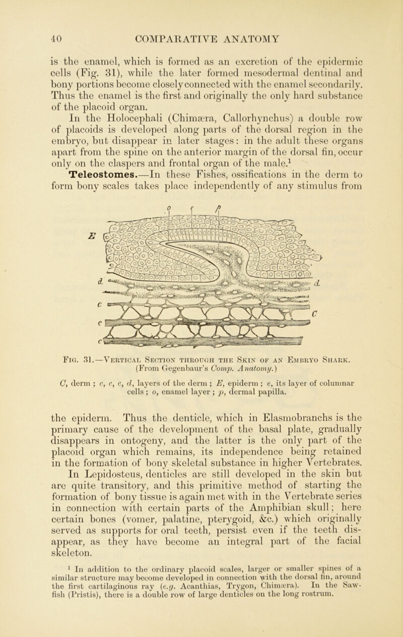 is the enamel, which is formed as an excretion of the epidermic cells (Fig. 31), while the later formed mesodermal dentinal and bony portions become closely connected with the enamel secondarily. Thus the enamel is the first and originally the only hard substance of the placoid organ. In the Holocephali (Chimsera, Callorhynchus) a double row of placoids is developed along parts of the dorsal region in the embryo, but disappear in later stages: in the adult these organs apart from the spine on the anterior margin of the dorsal fin, occur only on the claspers and frontal organ of the male.1 Teleostomes.—In these Fishes, ossifications in the derm to form bony scales takes place independently of any Stimulus from Fig. 31.—Verticjal Section throügh tue Skin of an Embryo Shark. (From Gegenbaur’s Comp. Anatomy.) C, derm ; c, c, c, d, layers of the derm ; E, epiderm; e, its layer of columnar cells ; o, enamel layer ; p, dermal papilla. the epiderm. Thus the denticle, which in Elasmobranchs is the primary cause of the development of the basal plate, gradually disappears in ontogeny, and the latter is the only part of the placoid organ which remains, its independence being retained in the formation of bony skeletal substance in higher Vertebrates. In Lepidosteus, denticles are still developed in the skin but are quite transitory, and this primitive method of starting the formation of bony tissue is again met with in the Yertebrate series in connection with certain parts of the Amphibian skull; here certain bones (vomer, palatine, pterygoid, &c.) which originally served as Supports for oral teeth, persist even if the teeth dis- appear, as they have become an integral part of the facial skeleton. 1 In addition to the ordinary placoid scales, larger or smaller spines of a similar structure may become developed in connection with the dorsal fin, aronnd the first cartilaginous ray (e.g. Acanthias, Trygon, Chimajra). In the Saw- fish (Pristis), there is a double row of large denticles on the long rostrum.