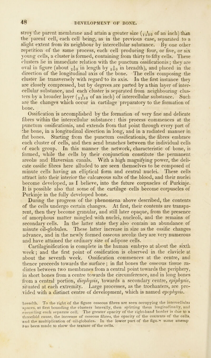 stroy the parent membrane and attain a greater size (T5^^ of an inch) than the parent cell, each cell being, as in the previous case, separated to a slight extent from its neighbour by intercellular substance. By one other repetition of the same process, each cell producing four, or five, or six young cells, a cluster is formed, containing from thirty to fifty cells. These clusters lie in immediate relation with the punctum ossificationis; they are oval in figure (about ^bo m length by -5^ in breadth), and placed in the direction of the longitudinal axis of the bone. The cells composing the cluster lie transversely with regard to its axis. In the first instance they are closely compressed, but by degrees are parted by a thin layer of inter- cellular substance, and each cluster is separated from neighbouring clus- ters by a broader layer of an inch) of intercellular substance. Such are the changes which occur in cartilage preparatory to the formation of bone. Ossification is accomplished by the formation of very fine and delicate fibres within the intercellular substance: this process commences at the punctum ossificationis, and extends from that point through every part of the bone, in a longitudinal direction in long, and in a radiated manner in flat bones. Starting from the punctum ossificationis, the fibres embrace each cluster of cells, and then send branches between the individual cells of each group. In this manner the network, characteristic of bone, is formed, while the cells by their conjunction constitute the permanent areolse and Haversian canals. With a high magnifying power, the deli- cate ossific fibres here alluded to are seen themselves to be composed of minute cells having an elliptical form and central nuclei. These cells attract into their interior the calcareous salts of the blood, and their nuclei become developed, as I believe, into the future corpuscles of Purkinje. It is possible also that some of the cartilage cells become corpuscles of Purkinje in the fully developed bone. During the progress of the phenomena above described, the contents of the ceils undergo certain changes. At first, their contents are transpa- rent, then they become granular, and still later opaque, from the presence of amorphous matter mingled with nuclei, nucleoli, and the remains of secondary cells. In the latter state they also contain an abundance of minute oil-globules. These latter increase in size as the ossific changes advance, and in the newly formed osseous areolae they are very numerous and have attained the ordinary size of adipose cells. Cartilaginification is complete in the human embryo at about the sixth week; and the first point of ossification is observed in the clavicle at about the seventh week. Ossification commences at the centre, and thence proceeds towards the surface; in flat bones the osseous tissue ra- diates between two membranes from a central point towards the periphery, in short bones from a centre towards the circumference, and in long bones from a central portion, diaphysis, towards a secondary centre, epiphysis, situated at each extremity. Large processes, as the trochanters, are pro- vided with a distinct centre of development, which is named apophysis. breadth. To the right of the figure osseous fibres are seen occupying the iritercellulai spaces, at first bounding the clusters laterally, then splitting them longitudinally, and encircling each separate cell. The greater opacity of the right-hand border is due to a threefold cause, the increase of osseous fibres, the opacity of the contents of the cells and the multiplication of oil-globules. In the lower part of the figu.'1? some attemp has been made to show the texture of the cells.