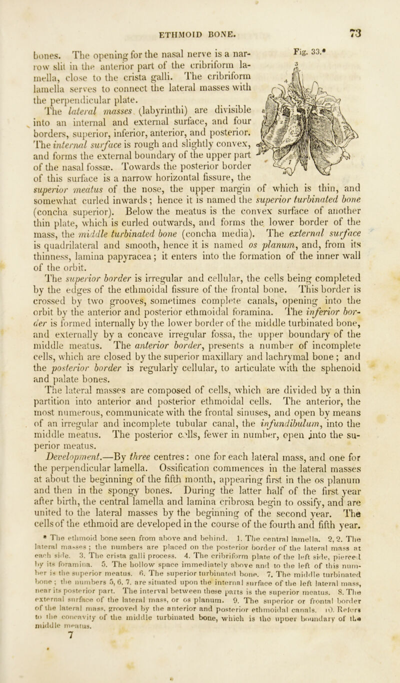 bones. The opening for the nasal nerve is a nar- row slit in the anterior part ot the cribriform la- mella, close to the crista galli. The cribriform lamella serves to connect the lateral masses with the perpendicular plate. The lateral masses (labyrinthi) are divisible into an internal and external surface, and four borders, superior, inferior, anterior, and posterior. The internal surface is rough and slightly convex, and forms the external boundary of the upper part of the nasal fossae. Towards the posterior border of this surface is a narrow horizontal fissure, the superior meatus of the nose, the upper margin of which is thin, and somewhat curled inwards ; hence it is named the superior turbinated bone (concha superior). Below the meatus is the convex surface of another thin plate, which is curled outwards, and forms the lower border of the mass, the middle turbinated bone (concha media). The external surface is quadrilateral and smooth, hence it is named os planum, and, from its thinness, lamina papyracea; it enters into the formation of the inner wall of the orbit. The superior border is irregular and cellular, the cells being completed by the edges of the ethmoidal fissure of the frontal bone. This border is crossed by two grooves, sometimes complete canals, opening into the orbit by the anterior and posterior ethmoidal foramina. The inferior bor- der is formed internally by the lower border of the middle turbinated bone, and externally by a concave irregular fossa, the upper boundary of the middle meatus. The anterior border, presents a number of incomplete cells, which are closed by the superior maxillary and lachrymal bone ; and the posterior border is regularly cellular, to articulate with the sphenoid and palate bones. The lateral masses are composed of cells, which are divided by a thin partition into anterior and posterior ethmoidal cells. The anterior, the most numerous, communicate with the frontal sinuses, and open by means of an irregular and incomplete tubular canal, the infundibulum., into the middle meatus. The posterior colls, fewer in number, open into the su- perior meatus. Development.—By three centres : one for each lateral mass, and one for the perpendicular lamella. Ossification commences in the lateral masses at about the beginning of the fifth month, appearing first in the os planum and then in the spongy bones. During the latter half of the first year after birth, the central lamella and lamina cribrosa begin to ossify, and are united to the lateral masses by the beginning of the second year. The cells of the ethmoid are developed in the course of the fourth and fifth year. * The ethmoid bone seen from above and behind. 1. The centra] lamella. 2,2. The lateral masses; the numbers are placed on the posterior border of the lateral mass at each side. 3. The crista galli process. 4. The cribriform plate of the left side, pierced by its foramina. 5. The hollow space immediately above and to the left of this num- ber is the superior meatus, fi. The superior turbinated bone. 7. The middle turbinated bone ; the numbers 5, 6. 7. are situated upon the internal surface of the left lateral mass, near its posterior part. The interval between these parts is the superior meatus. 8. The external surface of the lateral mass, or os planum. 9. The superior or frontal border of the lateral mass, grooved by the anterior and posterior ethmoidal canals. iO. Relers to the concavity of the middle turbinated bone, which is tho upoer boundary of tha middle meatus. 7