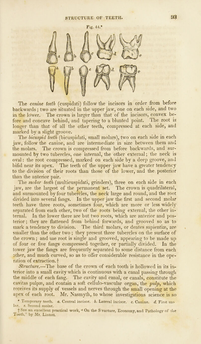 The canine teeth (cuspidati) follow the incisors in order from before backwards; two are situated in the upper jaw, one on each side, and two in the lower. The crown is larger than that of the incisors, convex be- fore and concave behind, and tapering to a blunted point. The root is longer than that of all the other teeth, compressed at each side, and marked by a slight groove. The bicuspid teeth (bicuspidati, small molars), two on each side in each jaw, follow the canine, and are intermediate in size between them and the molars. The crown is compressed from before backwards, and sur- mounted by two tubercles, one internal, the other external; the neck is oval: the root compressed, marked on each side by a deep groove, and bifid near its apex. The teeth of the upper jaw have a greater tendency to the division of their roots than those of the lower, and the posterior than the anterior pair. The molar teeth (multicuspidati, grinders), three on each side in each jaw, are the largest of the permanent set. The crown is quadrilateral, and surmounted by four tubercles, the neck large and round, and the root divided into several fangs. In the upper jaw the first and second molar teeth have three roots, sometimes four, which are more or less widely separated from each other, twTo of the roots being external, the other in- ternal. In the lower there are but two roots, which are anterior and pos- terior ; they are flattened from behind forwards, and grooved so as to mark a tendency to division. The third molars, or dentes sapientise, are smaller than the other two ; they present three tubercles on the surface of the crown; and uie root is single and grooved, appearing to be made up of four or five fangs compressed together, or partially divided. In the lower jaw the fangs are frequently separated to some distance from each other, and much curved, so as to offer considerable resistance in the ope- ration of extraction.! ( Structure.—The base of the crown of each tooth is hollowed in its in- terior into a small cavity which is continuous with a canal passing through the middle of each fang. The cavity and canal, or canals, constitute the cavitas pulp®, and contain a soft cellulo-vascular organ, the pulp, which receives its supply of vessels and nerves through the small opening at the apex of each root. Mr. Nasmyth, to whose investigations science is so * Temporary teeth, a. Central incisor, b. Lateral incisor, c. Canine, d. First mo lar. e. Second molar. t ^ee an excellent practical work, “ On the Structure, Economy, and Pathology of the Teeth,” by Mr. Lintott.