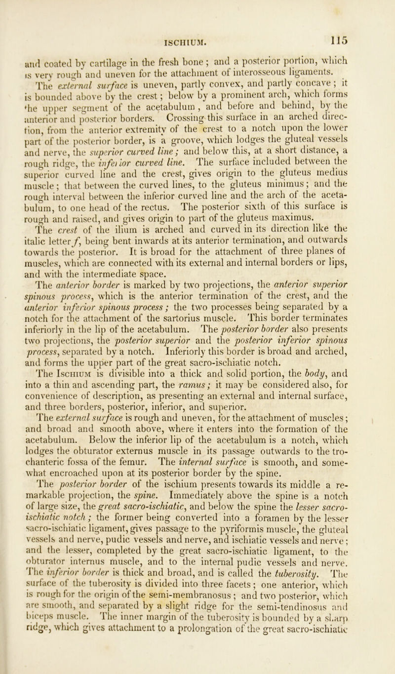 IS CIIIU 31. and coated by cartilage in the fresh bone ; and a posterior portion, which is very rough and uneven for the attachment ot interosseous ligaments. The external surface is uneven, partly convex, and partly concave; it is bounded above by the crest; below by a prominent aich, which forms die upper segment of the acetabulum , and before and behind, by the anterior and posterior borders. Crossing this surtace in an arched direc- tion, from the anterior extremity of the crest to a notch upon the lower part of the posterior border, is a groove, which lodges the gluteal vessels and nerve, the superior curved line ; and below this, at a short distance, a rough ridge, the inf a ior curved line. The surface included between the superior curved line and the crest, gives origin to the gluteus medius muscle ; that between the curved lines, to the gluteus minimus; and the rough interval between the inferior curved line and the arch of the aceta- bulum, to one head of the rectus. The posterior sixth of this surface is rough and raised, and gives origin to part of the gluteus maximus. The crest of the ilium is arched and curved in its direction like the italic letterjf, being bent inwards at its anterior termination, and outwards towards the posterior. It is broad for the attachment of three planes of muscles, which are connected with its external and internal borders or lips, and with the intermediate space. The anterior border is marked by two projections, the anterior superior spinous process, which is the anterior termination of the crest, and the anterior inferior spinous process; the two processes being separated by a notch for the attachment of the sartorius muscle. This border terminates inferiorly in the lip of the acetabulum. The posterior border also presents two projections, the posterior superior and the posterior inferior spinous process, separated by a notch. Inferiorly this border is broad and arched, and forms the upper part of the great sacro-ischiatic notch. The Ischium is divisible into a thick and solid portion, the body, and into a thin and ascending part, the ramus; it may be considered also, for convenience of description, as presenting an external and internal surface, and three borders, posterior, inferior, and superior. The external surface is rough and uneven, for the attachment of muscles; and broad and smooth above, where it enters into the formation of the acetabulum. Below the inferior lip of the acetabulum is a notch, which lodges the obturator externus muscle in its passage outwards to the tro- chanteric fossa of the femur. The internal surface is smooth, and some- what encroached upon at its posterior border by the spine. The posterior border of the ischium presents towards its middle a re- markable projection, the spine. Immediately above the spine is a notch of large size, the great sacro-ischiatic, and below the spine the lesser sacro- ischiatic notch; the former being converted into a foramen by the lesser sacro-ischiatic ligament, gives passage to the pyriformis muscle, the gluteal vessels and nerve, pudic vessels and nerve, and ischiatic vessels and nerve; and the lesser, completed by the great sacro-ischiatic ligament, to the obturator internus muscle, and to the internal pudic vessels and nerve. 'Hie inferior border is thick and broad, and is called the tuberosity. The surface of the tuberosity is divided into three facets; one anterior, which is rough for the origin of the semi-membranosus ; and two posterior, which are smooth, and separated by a slight ridge for the semi-tendinosus and biceps muscle.^ The inner margin of the tuberosity is bounded by a sharp ridge, which gives attachment to a prolongation of the great sacro-ischiatic