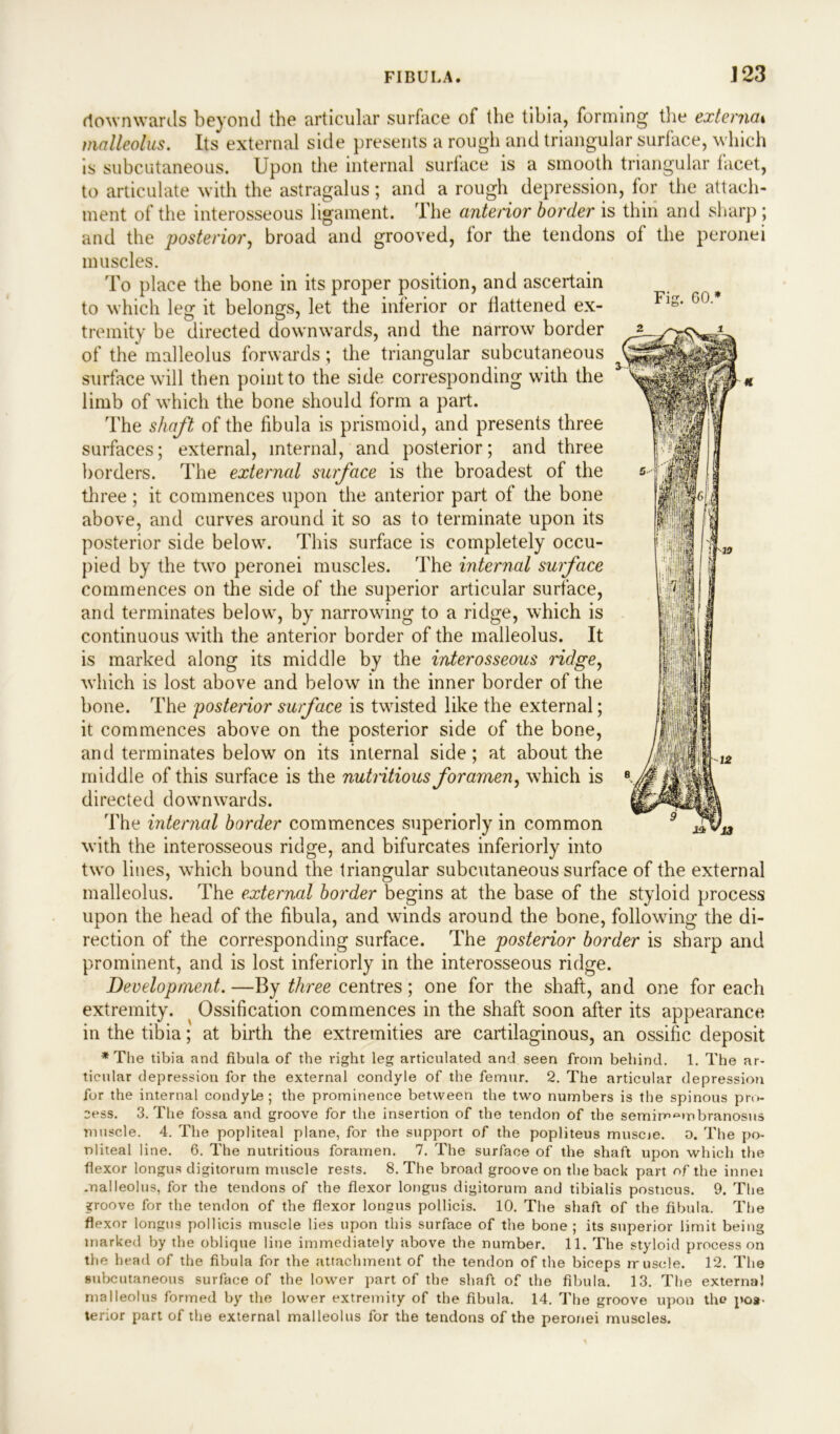 J23 Fig. 60.* downwards beyond the articular surface of the tibia, forming the externa» malleolus. Its external side presents a rough and triangular surface, which is subcutaneous. Upon the internal surface is a smooth triangular facet, to articulate with the astragalus; and a rough depression, for the attach- ment of the interosseous ligament. The anterior border is thin and sharp ; and the posterior, broad and grooved, for the tendons of the peronei muscles. To place the bone in its proper position, and ascertain to which leg it belongs, let the inferior or flattened ex- tremity be directed downwards, and the narrow border of the malleolus forwards; the triangular subcutaneous surface will then point to the side corresponding with the limb of which the bone should form a part. The shaft of the fibula is prismoid, and presents three surfaces; external, internal, and posterior; and three borders. The external surface is the broadest of the three; it commences upon the anterior part of the bone above, and curves around it so as to terminate upon its posterior side below. This surface is completely occu- pied by the two peronei muscles. The internal surface commences on the side of the superior articular surface, and terminates below, by narrowing to a ridge, which is continuous with the anterior border of the malleolus. It is marked along its middle by the interosseous ridge, which is lost above and below in the inner border of the bone. The postenor surface is twisted like the external; it commences above on the posterior side of the bone, and terminates belowT on its internal side; at about the middle of this surface is the nutritious foramen, which is directed downwards. The internal border commences superiorly in common with the interosseous ridge, and bifurcates inferiorly into two lines, which bound the triangular subcutaneous surface of the external malleolus. The external border begins at the base of the styloid process upon the head of the fibula, and winds around the bone, following the di- rection of the corresponding surface. The posterior border is sharp and prominent, and is lost inferiorly in the interosseous ridge. Development. —By three centres ; one for the shaft, and one for each extremity. Ossification commences in the shaft soon after its appearance in the tibia; at birth the extremities are cartilaginous, an ossific deposit * The tibia and fibula of the right leg articulated and seen from behind. 1. The ar- ticular depression for the external condyle of the femur. 2. The articular depression for the internal condyLe ; the prominence between the two numbers is the spinous pro- cess. 3. The fossa and groove for the insertion of the tendon of the semimembranosus muscle. 4. The popliteal plane, for the support of the popliteus museje. o. The po- pliteal line. 6. The nutritious foramen. 7. The surface of the shaft upon which the flexor longus digitorum muscle rests. 8. The broad groove on the back part of the innei malleolus, for the tendons of the flexor longus digitorum and tibialis posticus. 9. The groove for the tendon of the flexor longus pollicis. 10. The shaft of the fibula. The flexor longus pollicis muscle lies upon this surface of the bone ; its superior limit being marked by the oblique line immediately above the number. 11. The styloid processor! the head of the fibula for the attachment of the tendon of the biceps muscle. 12. The subcutaneous surface of the lower part of the shaft of the fibula. 13. The external malleolus formed by the lower extremity of the fibula. 14. The groove upon the pos- terior part of the external malleolus for the tendons of the peronei muscles.