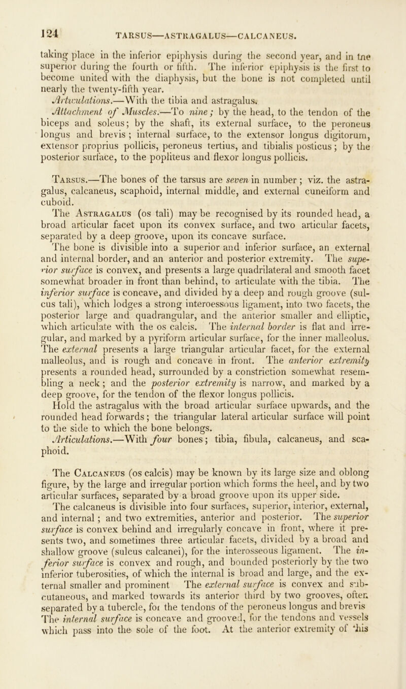 TARSUS—ASTRAGALUS—CALCANEUS. taking place in the inferior epiphysis during the second year, and in tne superior during the fourth or fifth. The inferior epiphysis is the first to become united with the diaphysis, but the bone is not completed until nearly the twenty-fifth year. Articulations.—With the tibia and astragalus. Attachment of Muscles.—To nine ; by the head, to the tendon of the biceps and soleus; by the shaft, its external surface, to the peroneus longus and brevis ; internal surface, to the extensor longus digitorum, extensor proprius pollicis, peroneus tertius, and tibialis posticus; by the posterior surface, to the popliteus and flexor longus pollicis. Tarsus.—The bones of the tarsus are seven in number ; viz. the astra- galus, calcaneus, scaphoid, internal middle, and external cuneiform and cuboid. The Astragalus (os tali) may be recognised by its rounded head, a broad articular facet upon its convex surface, and two articular facets, separated by a deep groove, upon its concave surface. The bone is divisible into a superior and inferior surface, an external and internal border, and an anterior and posterior extremity. The supe- rior surface is convex, and presents a large quadrilateral and smooth facet somewhat broader in front than behind, to articulate with the tibia. The inferior surface is concave, and divided by a deep and rough groove (sul- cus tali), which lodges a strong interoessous ligament, into two facets, the posterior large and quadrangular, and the anterior smaller and elliptic, which articulate with the os calcis. The internal border is flat and irre- gular, and marked by a pyriform articular surface, for the inner malleolus. The external presents a large triangular articular facet, for the external malleolus, and is rough and concave in front. The anterior extremity presents a rounded head, surrounded by a constriction somewhat resem- bling a neck ; and the posterior extremity is narrow, and marked by a deep groove, for the tendon of the flexor longus pollicis. Hold the astragalus with the broad articular surface upwards, and the rounded head forwards; the triangular lateral articular surface will point to the side to which the bone belongs. Articulations.—With four bones; tibia, fibula, calcaneus, and sca- phoid. The Calcaneus (os calcis) may be known by its large size and oblong figure, by the large and irregular portion which forms the heel, and by two articular surfaces, separated by a broad groove upon its upper side. The calcaneus is divisible into four surfaces, superior, interior, external, and internal ; and two extremities, anterior and posterior. The superior surface is convex behind and irregularly concave in front, where it pre- sents two, and sometimes three articular facets, divided by a broad and shallow groove (sulcus calcanei), for the interosseous ligament. The in- ferior surface is convex and rough, and bounded posteriorly by the two inferior tuberosities, of which the internal is broad and large, and the ex- ternal smaller and prominent The external surface is convex and sub- cutaneous, and marked towards its anterior third by two grooves, often separated by a tubercle, for the tendons of the peroneus longus and brevis The internal surface is concave and grooved, for the tendons and vessels which pass into the sole of the foot. At the anterior extremity of fliis