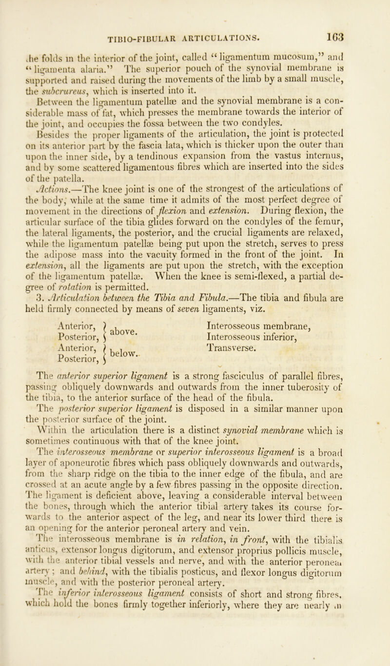 die folds in the interior of the joint, called “ ligamentum mucosum,” and u ligamenta alaria.” The superior pouch of the synovial membrane is supported and raised during the movements of the limb by a small muscle, the subcrureus, which is inserted into it. Between the ligamentum patellae and the synovial membrane is a con- siderable mass of fat, which presses the membrane towards the interior of the joint, and occupies the fossa between the two condyles. Besides the proper ligaments of the articulation, the joint is protected on its anterior part by the fascia lata, which is thicker upon the outer than upon the inner side, by a tendinous expansion from the vastus interims, and by some scattered ligamentous fibres which are inserted into the sides of the patella. Actions.—The knee joint is one of the strongest of the articulations of the body, while at the same time it admits of the most perfect degree of movement in the directions of flexion and extension. During flexion, the articular surface of the tibia glides forward on the condyles of the femur, the lateral ligaments, the posterior, and the crucial ligaments are relaxed, while the ligamentum patellae being put upon the stretch, serves to press the adipose mass into the vacuity formed in the front of the joint. In extension, all the ligaments are put upon the stretch, with the exception of the ligamentum patellae. When the knee is semi-flexed, a partial de- gree of rotation is permitted. 3. Articulation between the Tibia and Fibula.—The tibia and fibula are held firmly connected by means of seven ligaments, viz. Interosseous membrane, Interosseous inferior, Transverse. The anterior superior ligament is a strong fasciculus of parallel fibres, passing obliquely downwards and outwards from the inner tuberosity of the tibia, to the anterior surface of the head of the fibula. The posterior superior ligament is disposed in a similar manner upon the posterior surface of the joint. Within the articulation there is a distinct synovial membrane which is sometimes continuous with that of the knee joint. The interosseous membrane or superior interosseous ligament is a broad layer of aponeurotic fibres which pass obliquely downwards and outwards, from the sharp ridge on the tibia to the inner edge of the fibula, and are crossed at an acute angle by a few fibres passing in the opposite direction. The ligament is deficient above, leaving a considerable interval between the bones, through which the anterior tibial artery takes its course for- wards to the anterior aspect of the leg, and near its lower third there is an opening for the anterior peroneal artery and vein. The interosseous membrane is in relation, in front, with the tibialis anticus, extensor longus digitorum, and extensor proprius pollicis muscle, with the anterior tibial vessels and nerve, and with the anterior peroneai artery; and behind, with the tibialis posticus, and flexor longus digitorum muscle, and with the posterior peroneal artery. The inferior interosseous ligament consists of short and strong fibres, which hold the bones firmly together inferiorly, where they are nearly ,n Anterior, Posterior, Anterior, Posterior,