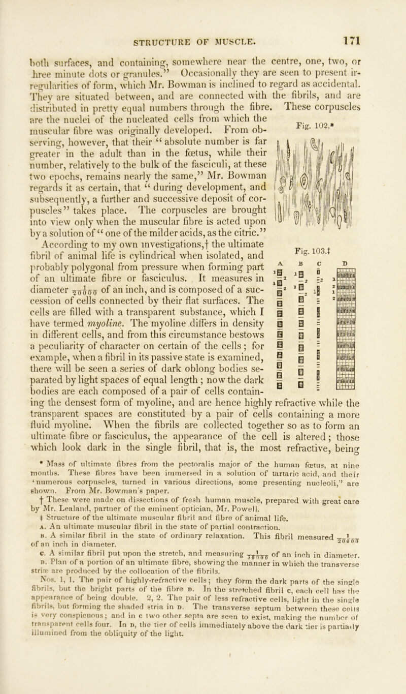 both surfaces, and containing, somewhere near the centre, one, two, or liree minute dots or granules.” Occasionally they are seen to present ir- regularities of form, which Mr. Bowman is inclined to regard as accidental. They are situated between, and are connected with the fibrils, and are distributed in pretty equal numbers through the fibre. These corpuscles are the nuclei of the nucleated cells from which the muscular fibre was originally developed. From ob- serving, however, that their u absolute number is far greater in the adult than in the foetus, while their number, relatively to the bulk of the fasciculi, at these two epochs, remains nearly the same,” Mr. Bowman regards it as certain, that “ during development, and subsequently, a further and successive deposit of cor- puscles” takes place. The corpuscles are brought into view only when the muscular fibre is acted upon by a solution of “ one of the milder acids, as the citric. ’ ’ According to my own investigations,! the ultimate fibril of animal life is cylindrical when isolated, and probably polygonal from pressure when forming part of an ultimate fibre or fasciculus. It measures in diameter ^oio^ °f an inch, and is composed of a suc- cession of cells connected bv their flat surfaces. The cells are filled with a transparent substance, which I have termed myoline. The myoline differs in density in different cells, and from this circumstance bestows a peculiarity of character on certain of the cells; for example, when a fibril in its passive state is examined, there will be seen a series of dark oblong bodies se- parated by light spaces of equal length ; now the dark bodies are each composed of a pair of cells contain- ing the densest form of myoline, and are hence highly refractive while the transparent spaces are constituted by a pair of cells containing a more fluid myoline. When the fibrils are collected together so as to form an ultimate fibre or fasciculus, the appearance of the cell is altered; those which look dark in the single fibril, that is, the most refractive, being * Mass of ultimate fibres from the pectoralis major of the human foetus, at nine months. These fibres have been immersed in a solution of tartaric acid, and their ‘numerous corpuscles, turned in various directions, some presenting nucleoli,'’ are shown. From Mr. Bowman's paper. f These were made on dissections of fresh human muscle, prepared with great care by Mr. Lealand, partner of the eminent optician, Mr. Powell. $ Structure of the ultimate muscular fibril and fibre of animal life. a. An ultimate muscular fibril in the state of partial contraction. b. A similar fibril in the state of ordinary relaxation. This fibril measured 1 of an inch in diameter. 20000 c. A similar fibril put upon the stretch, and measuring of an inch in diameter. in Plan of a portion of an ultimate fibre, showing the manner in which the transverse strine are produced by the collocation of the fibrils. Nos. 1, 1. The pair of highly-refractive cells; they form the dark parts of the single fibrils, but the bright parts of the fibre n. In the stretched fibril c, each cell has the appearance of being double. 2, 2. The pair of less refractive cells, light in the single fibrils, but forming the shaded stria in n. The transverse septum between these cells is very conspicuous; and in c two other septa are seen to exist, making the number of transparent cells four. In n, the tier of cells immediately above the dark tier is partia.ly illumined from the obliquity of the light. Fig. 102.* Fig. 103.t J0 — 2 10 |2 i B I I □ B 0 I 0 iE3 — 2 -— ^ * E 0 n 0 I B D B c G G a D 1 2 l 2|l g niti 3 rfctt Mis T