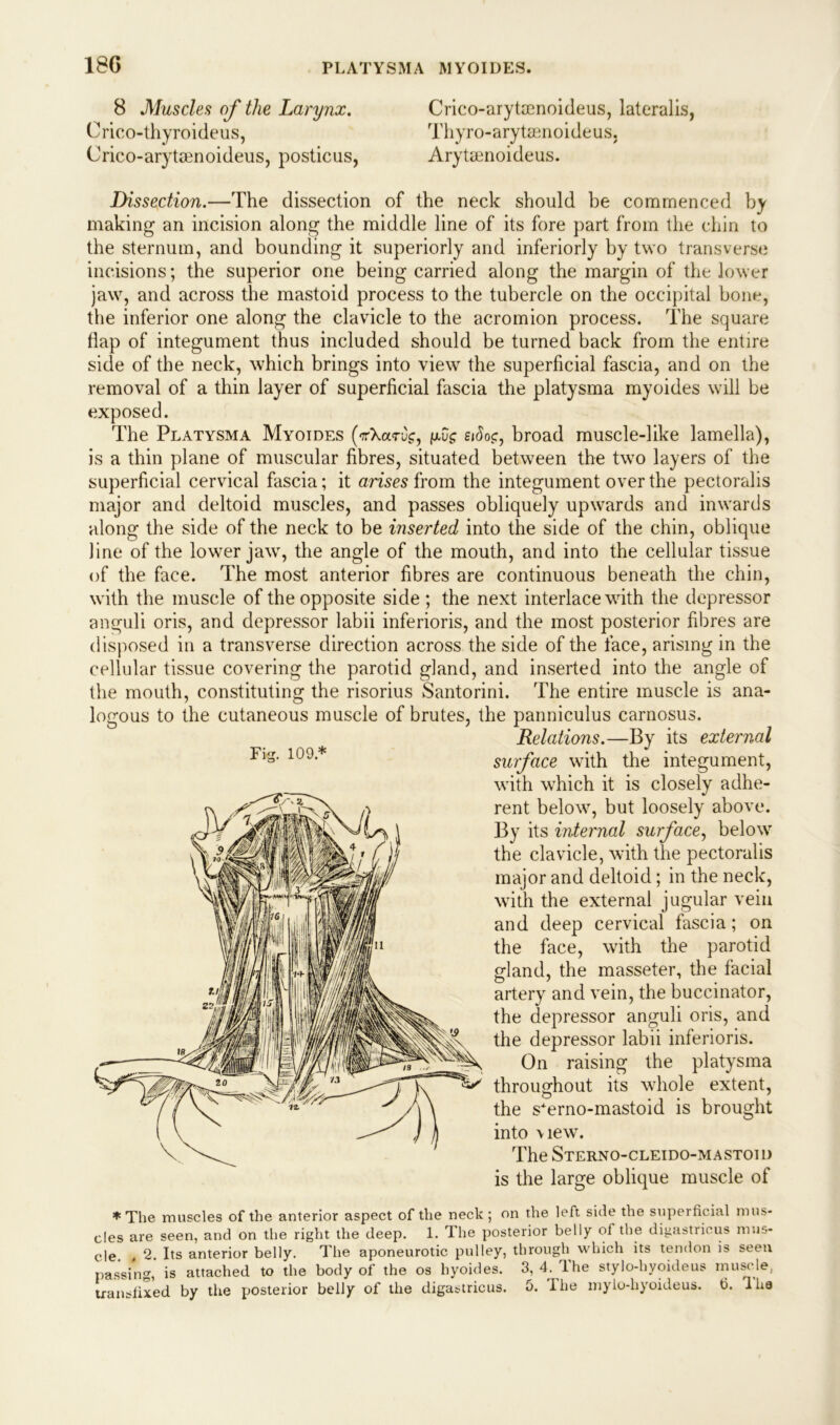 8 Muscles of the Larynx. Orico-thyroideus, Crico-arytmnoideus, posticus, Crico-arytsenoideus, lateralis, Thyro-arytsenoideus, Arytamoideus. Dissection.—The dissection of the neck should be commenced by making an incision along the middle line of its fore part from the chin to the sternum, and bounding it superiorly and inferiorly by two transverse incisions; the superior one being carried along the margin of the lower jaw, and across the mastoid process to the tubercle on the occipital bone, the inferior one along the clavicle to the acromion process. The square dap of integument thus included should be turned back from the entire side of the neck, which brings into view the superficial fascia, and on the removal of a thin layer of superficial fascia the platysma myoides will be exposed. The Platysma Myoides (VXamg, pug siSog, broad muscle-like lamella), is a thin plane of muscular fibres, situated between the two layers of the superficial cervical fascia; it arises from the integument over the pectoralis major and deltoid muscles, and passes obliquely upwards and inwards along the side of the neck to be inserted into the side of the chin, oblique line of the lower jaw, the angle of the mouth, and into the cellular tissue of the face. The most anterior fibres are continuous beneath the chin, with the muscle of the opposite side ; the next interlace with the depressor anguli oris, and depressor labii inferioris, and the most posterior fibres are disposed in a transverse direction across the side of the face, arising in the cellular tissue covering the parotid gland, and inserted into the angle of the mouth, constituting the risorius Santorini. The entire muscle is ana- logous to the cutaneous muscle of brutes, the panniculus carnosus. Relations.—By its external surface with the integument, with which it is closely adhe- rent below, but loosely above. By its internal surface, belowr the clavicle, with the pectoralis major and deltoid; in the neck, with the external jugular vein and deep cervical fascia; on the face, with the parotid gland, the masseter, the facial artery and vein, the buccinator, the depressor anguli oris, and the depressor labii inferioris. On raising the platysma throughout its whole extent, the s*erno-mastoid is brought into view. The Sterno-cleido-mastoid is the large oblique muscle of Fig. 109* * The muscles of the anterior aspect of the neck ; on the left side the superficial mus* c!es are seen, and on the right the deep. 1. Ihe posterior belly of the digastricus mus- cle 2. Its anterior belly. The aponeurotic pulley, through which its tendon is seen passing,* is attached to the body of the os hyoides. 3, 4. The stylo-hyoideus muscle, transfixed by the posterior belly of the digastricus. 5. Ihe mylo-hyoideus. b. 1 ha